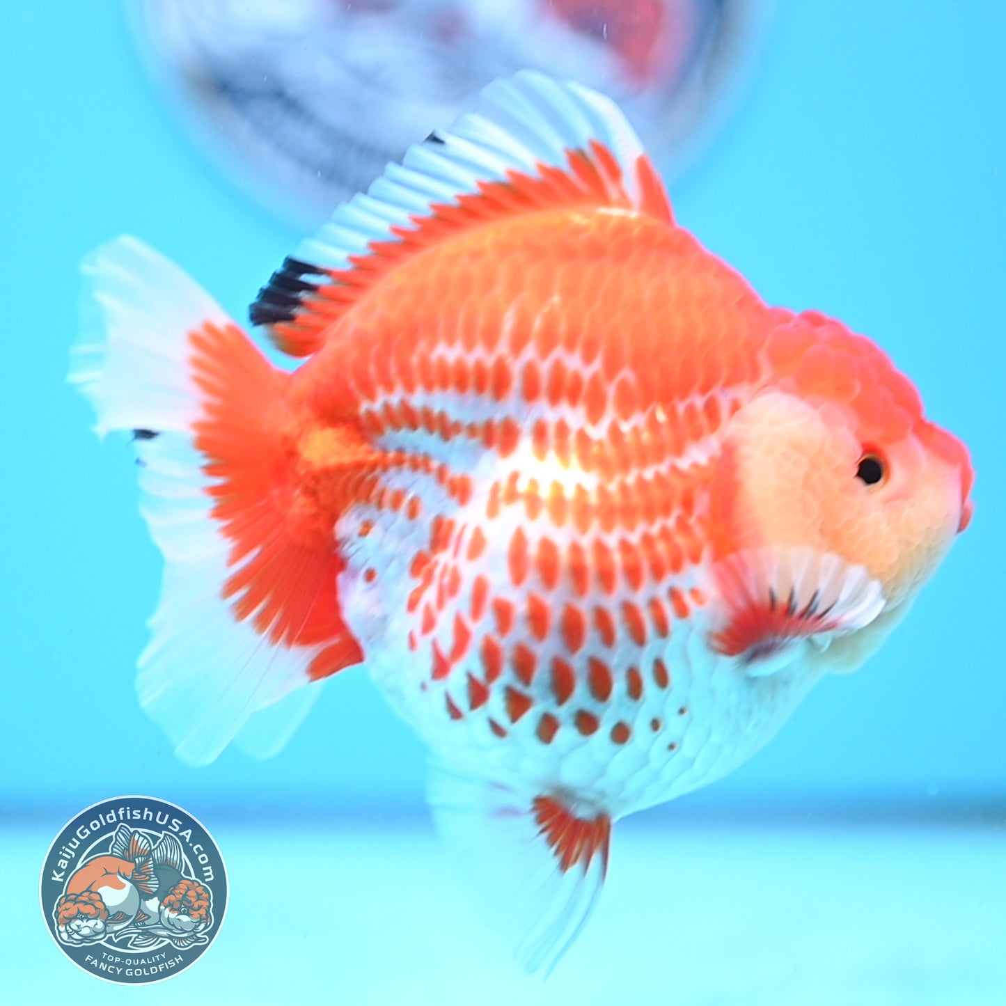 Jumbo Deer Spot Red White YuanBao Oranda 4.5 inches Body (250509_OR02)
