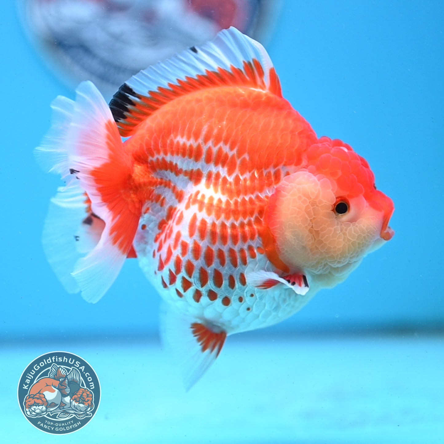 Jumbo Deer Spot Red White YuanBao Oranda 4.5 inches Body (250509_OR02)