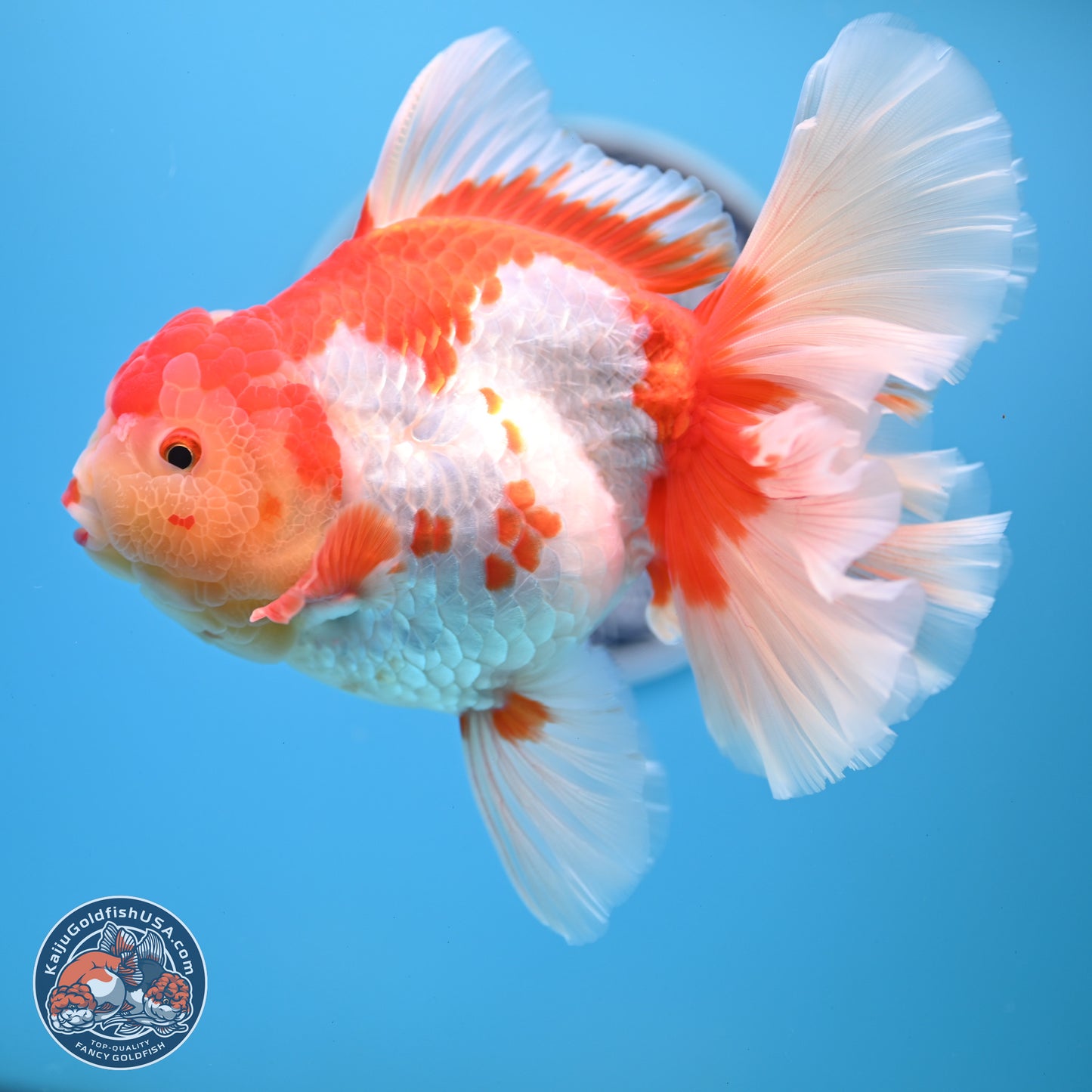 Jumbo Red White Rose Tail Oranda 5 inches Body - Female (250221_OR02)