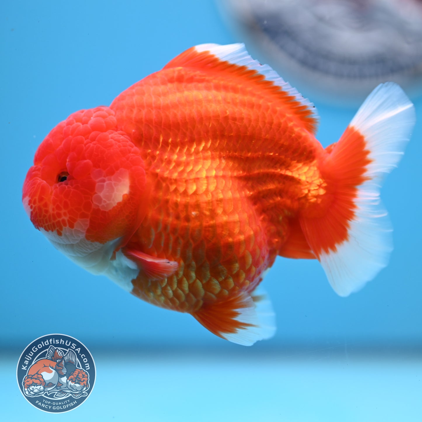 Red White YuanBao Oranda 4 inches Body (250516_OR02)