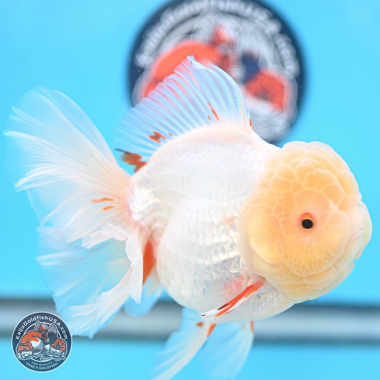 Lemon Head Red White Rose Tail Oranda 4.5 inches Body - Female (250214_OR02)