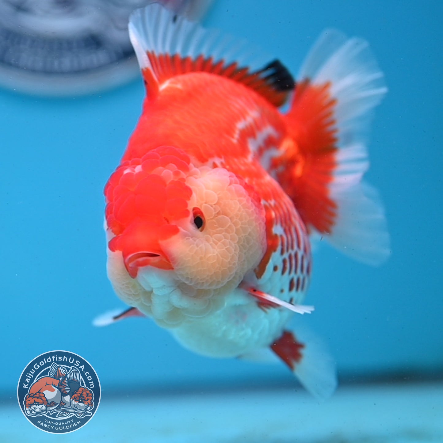 Jumbo Deer Spot Red White YuanBao Oranda 4.5 inches Body (250509_OR02)