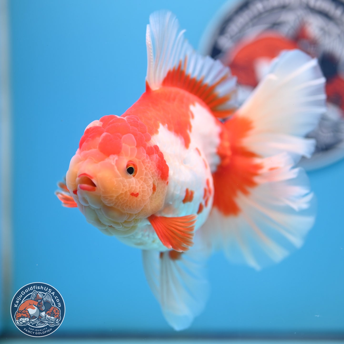 Jumbo Red White Rose Tail Oranda 5 inches Body - Female (250221_OR02)