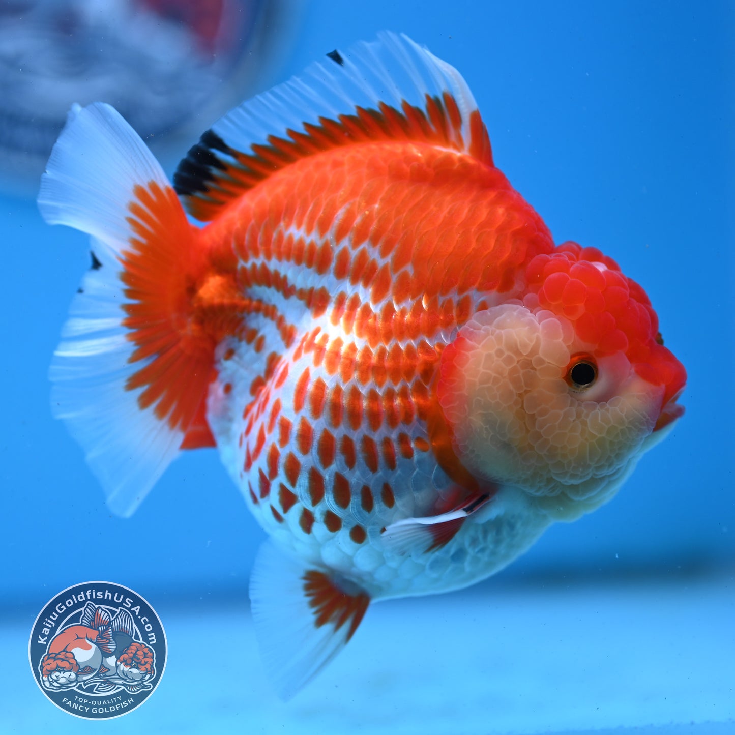 Jumbo Deer Spot Red White YuanBao Oranda 4.5 inches Body (250509_OR02)