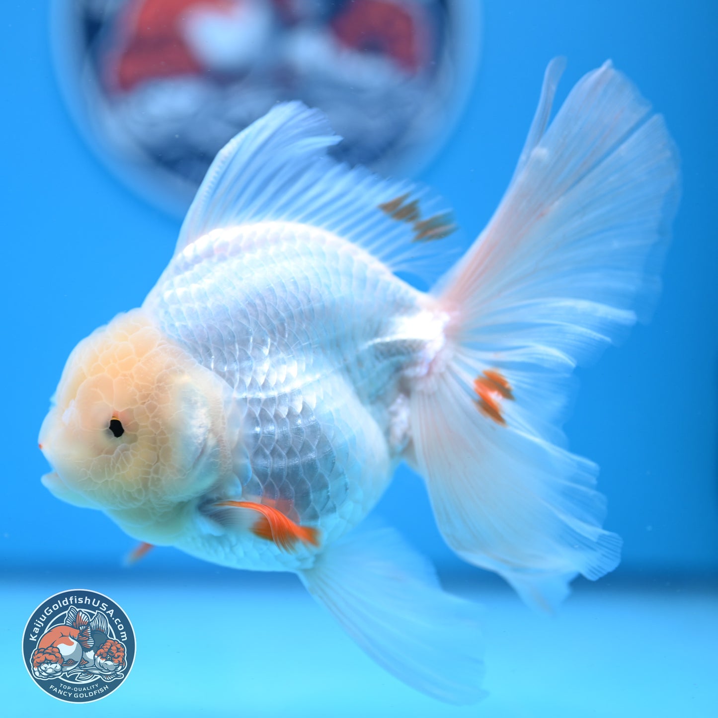 Red White Rose Tail Oranda 4-6 inches (240913_OR02) - Kaiju Goldfish USA