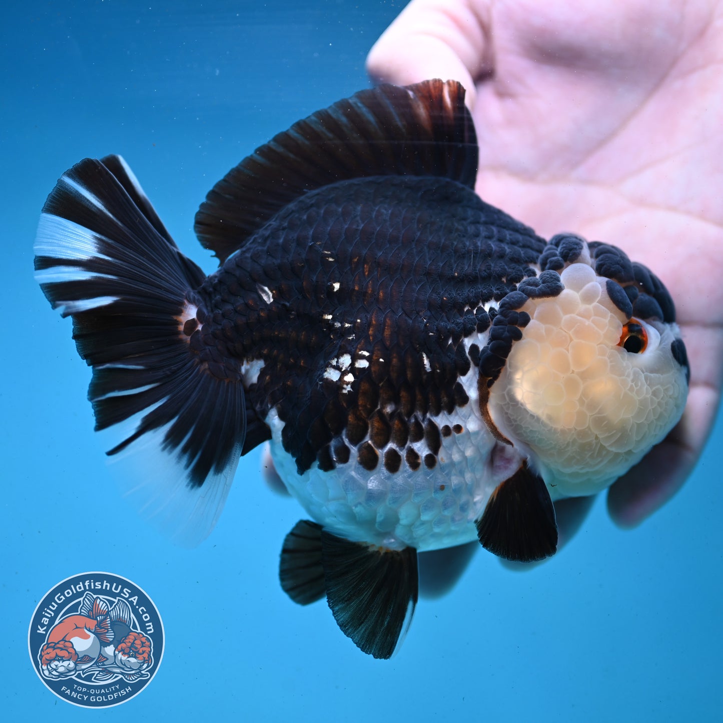 Panda Oranda 4.5 inch Body (250919_OR02)