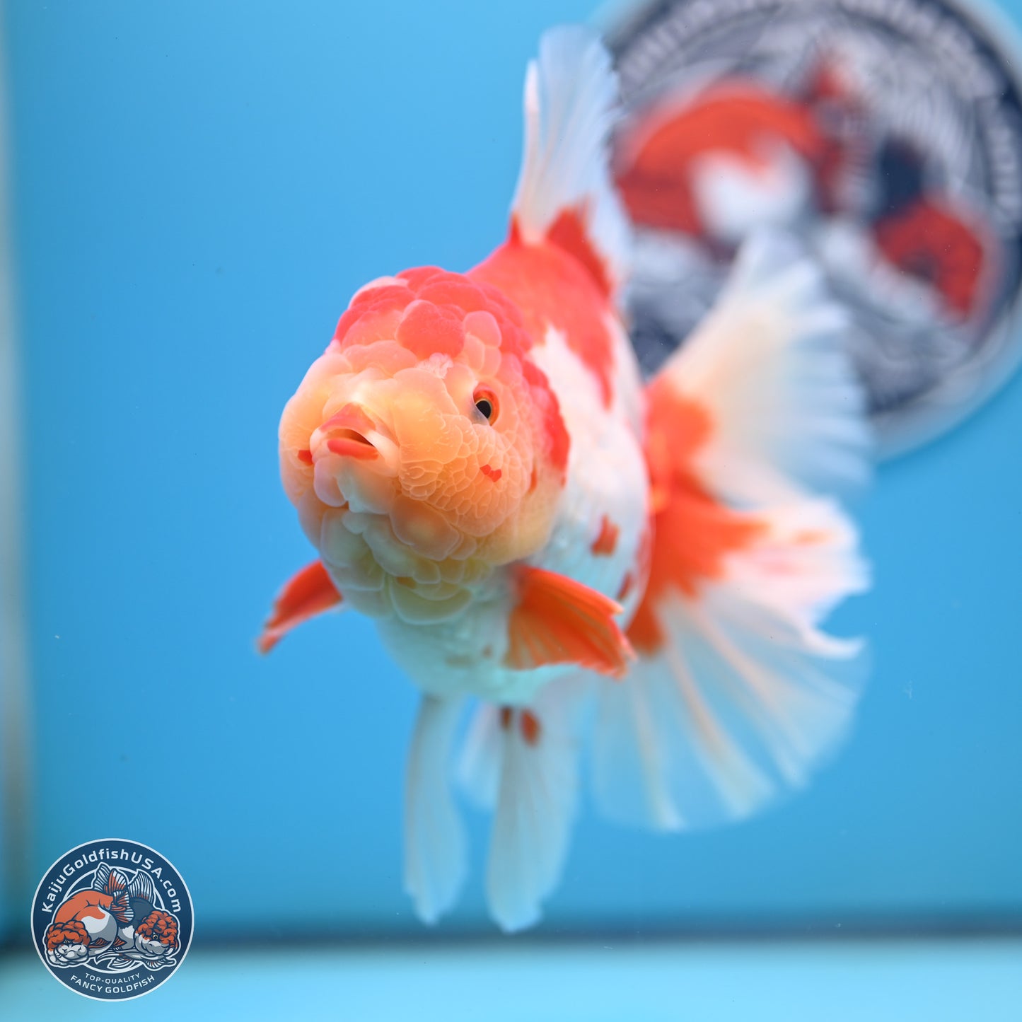 Jumbo Red White Rose Tail Oranda 5 inches Body - Female (250221_OR02)