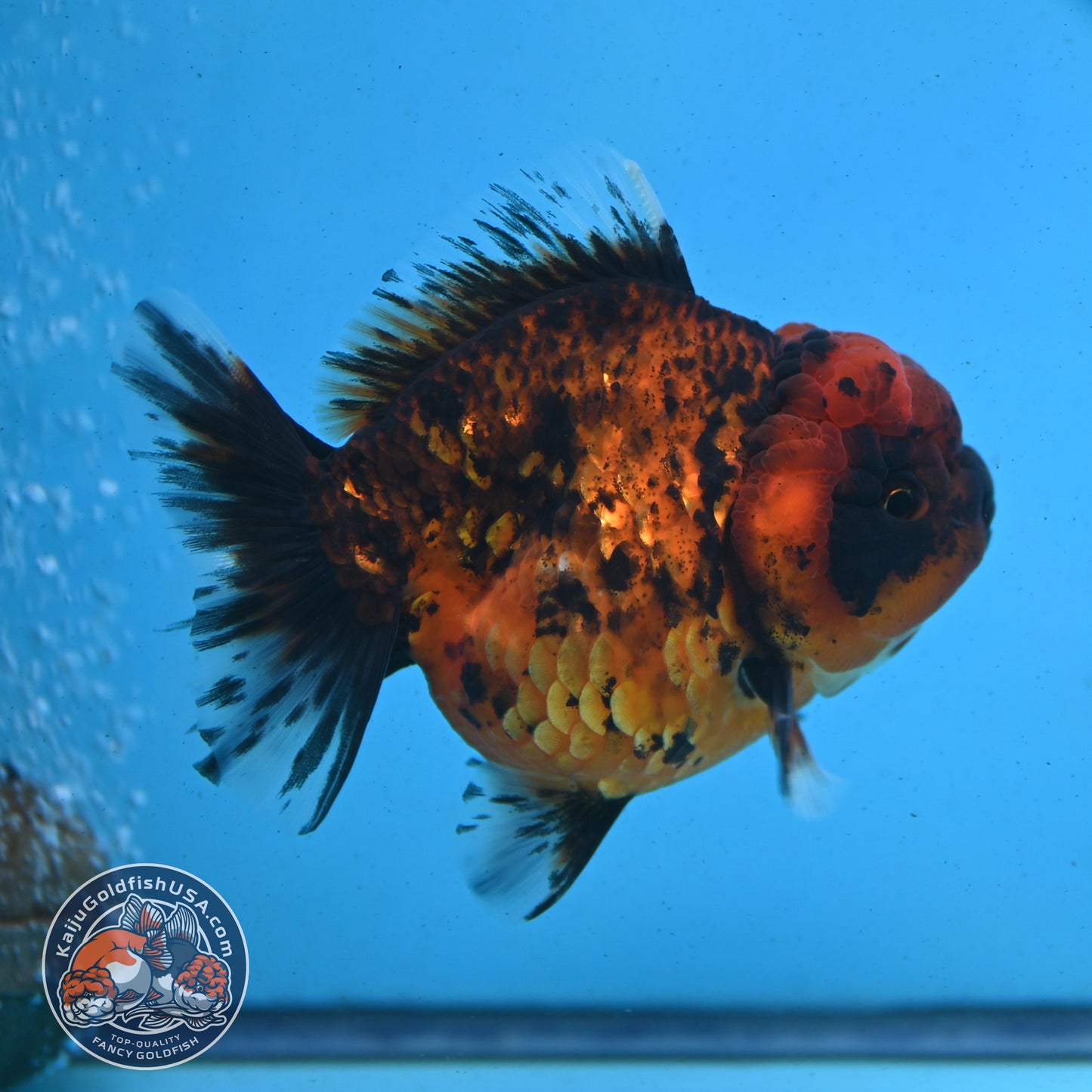 Shogun Tiger Oranda 3.5 inches Body - Male (250418_OR02)