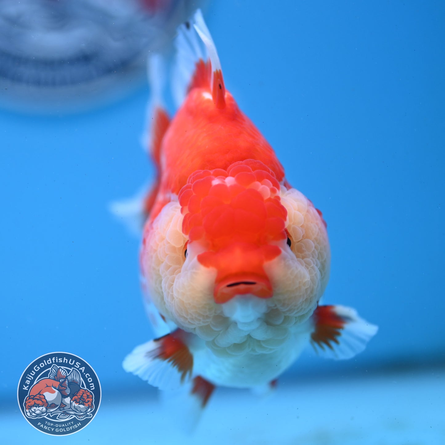 Jumbo Deer Spot Red White YuanBao Oranda 4.5 inches Body (250509_OR02)