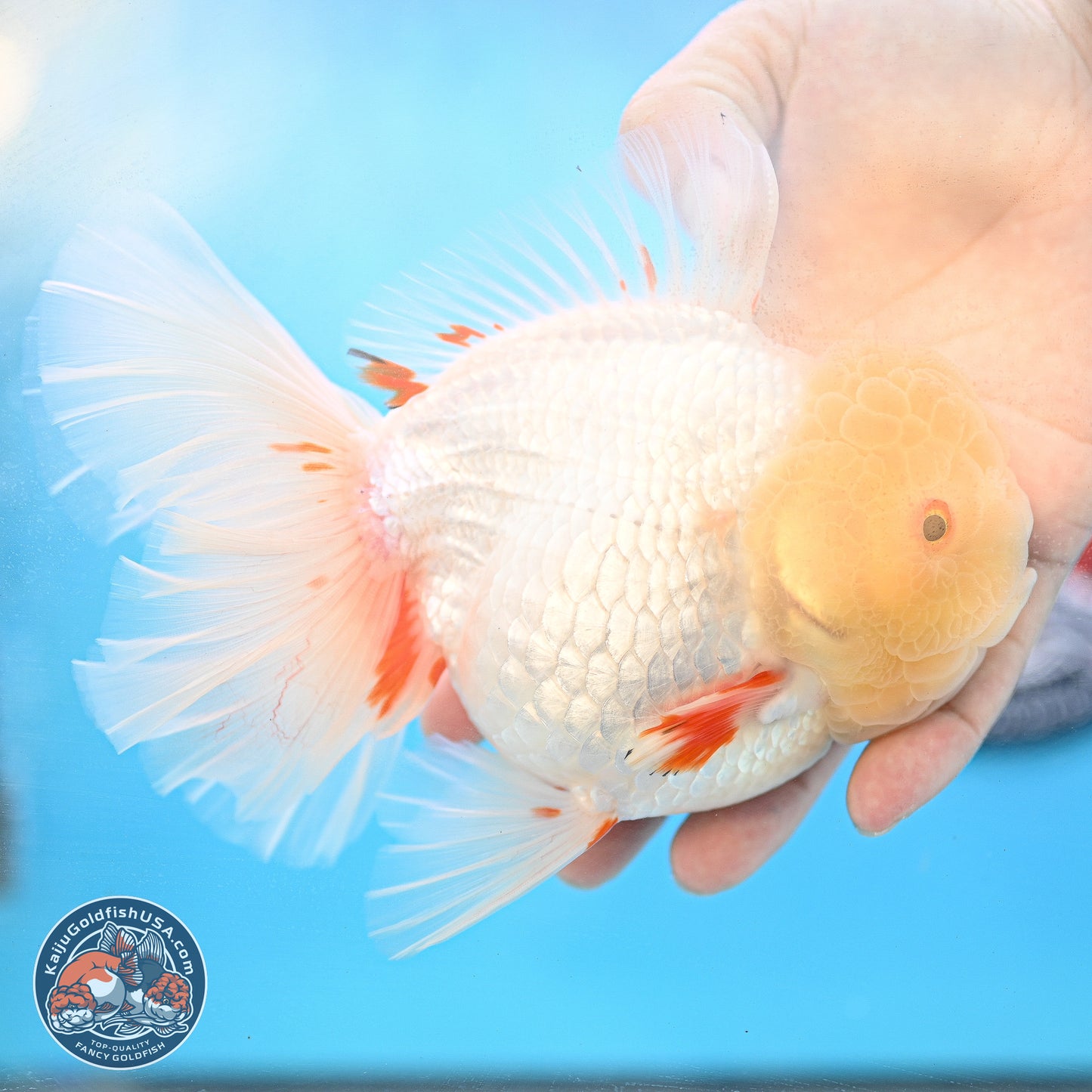 Lemon Head Red White Rose Tail Oranda 4.5 inches Body - Female (250214_OR02)