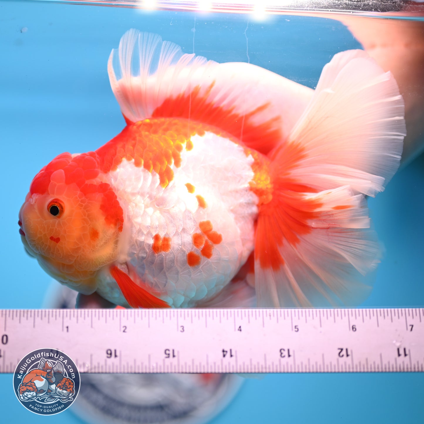 Jumbo Red White Rose Tail Oranda 5 inches Body - Female (250221_OR02)