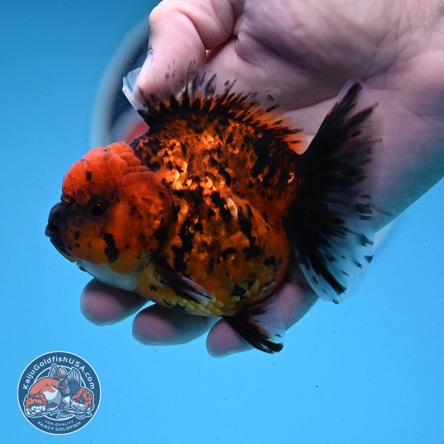 Shogun Tiger Oranda 3.5 inches Body - Male (250418_OR02)