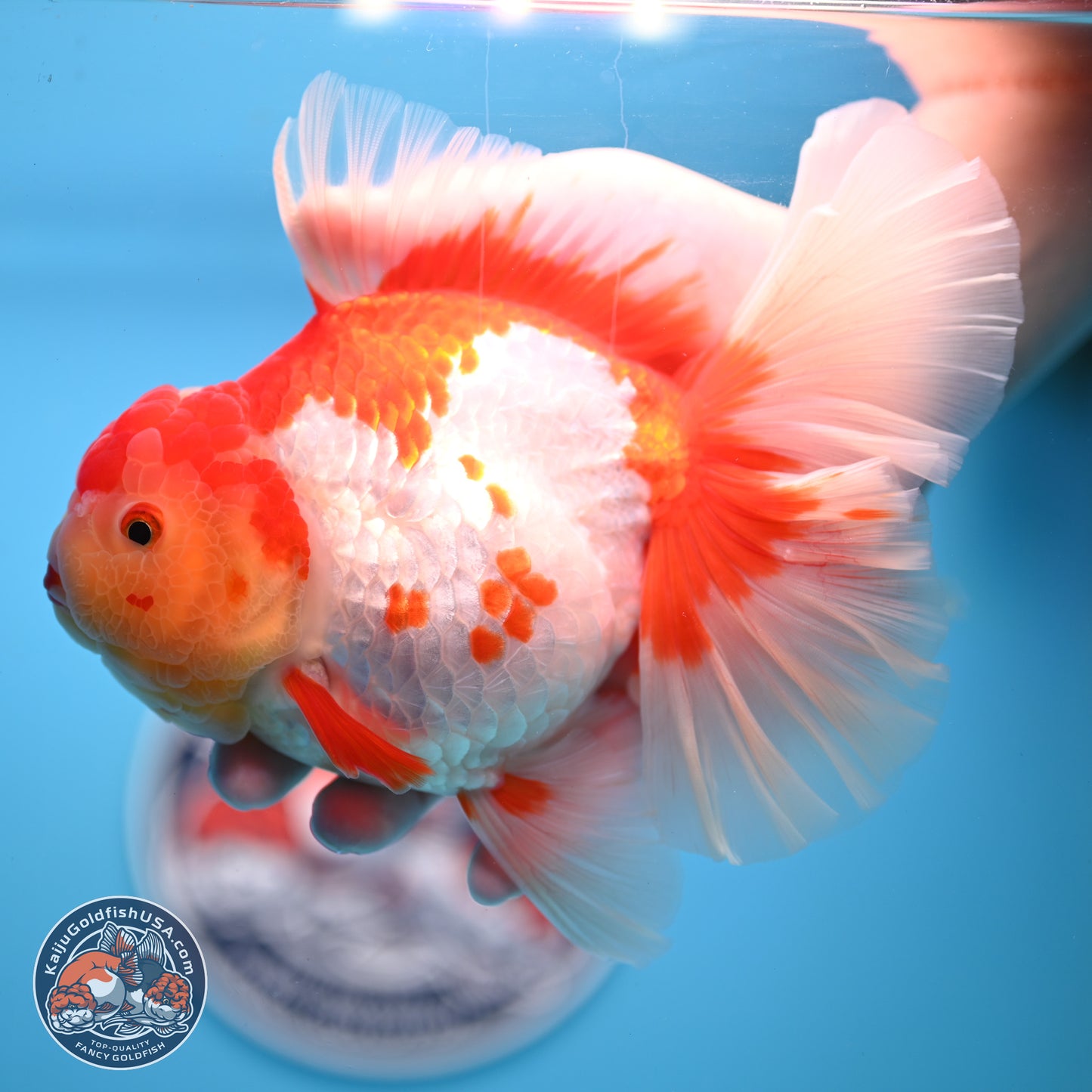 Jumbo Red White Rose Tail Oranda 5 inches Body - Female (250221_OR02)