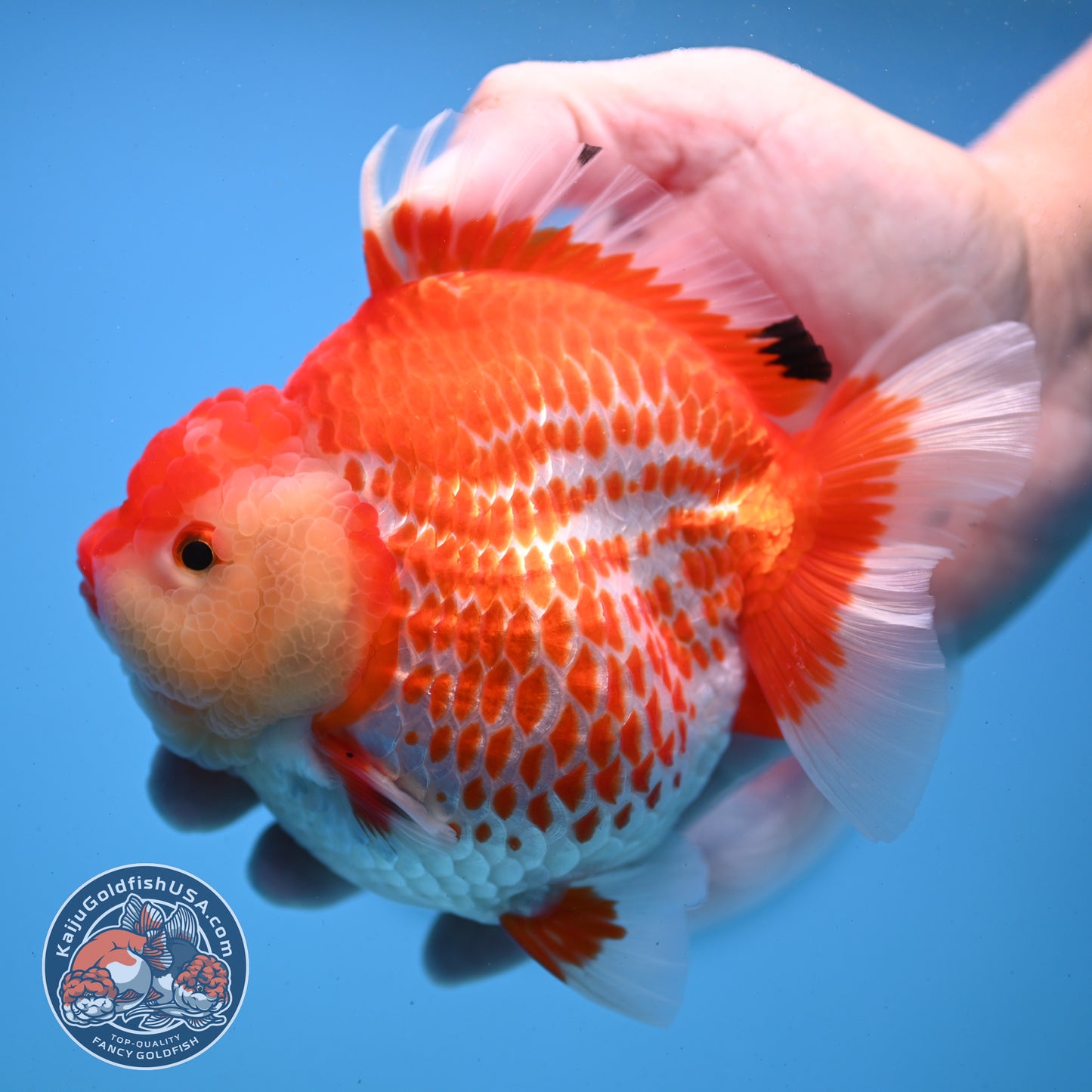 Jumbo Deer Spot Red White YuanBao Oranda 4.5 inches Body (250509_OR02)