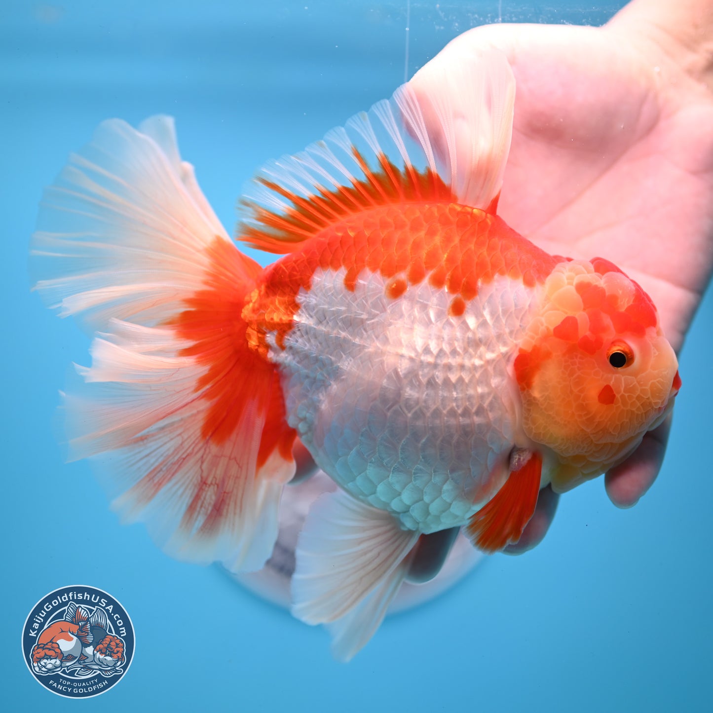 Jumbo Red White Rose Tail Oranda 5 inches Body - Female (250221_OR02)