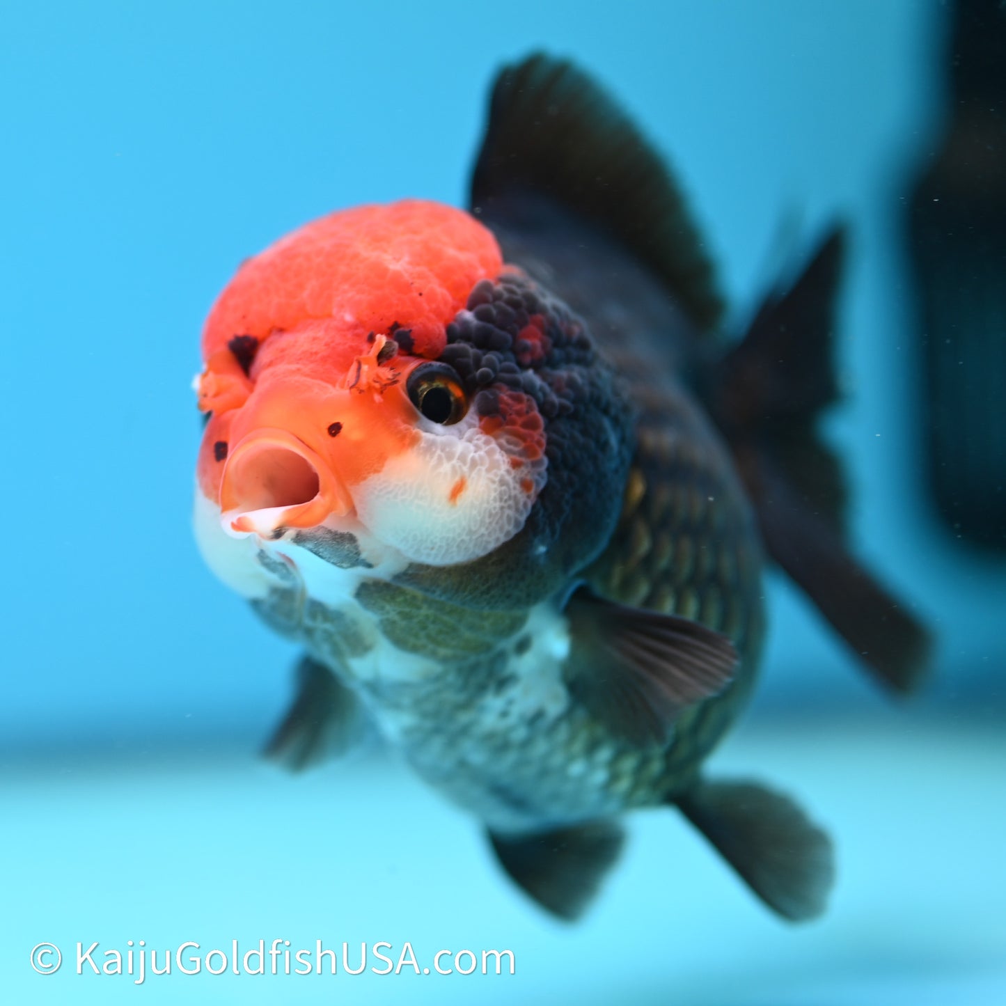 Black/Gold Red Cap YuanBao Oranda 4in body (240607_OR02) - Kaiju Goldfish USA