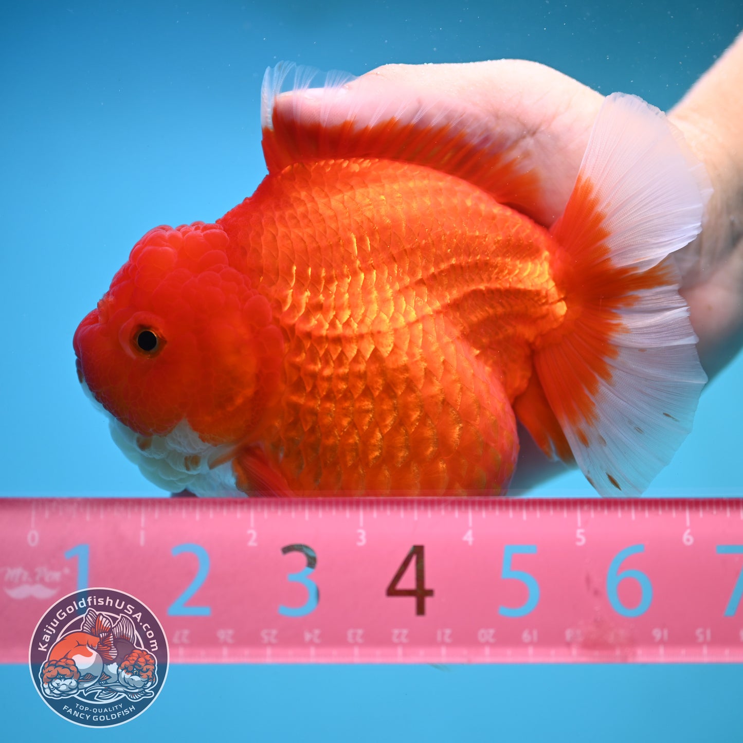 Jumbo Red White Oranda 5 inch Body (250905_OR02)