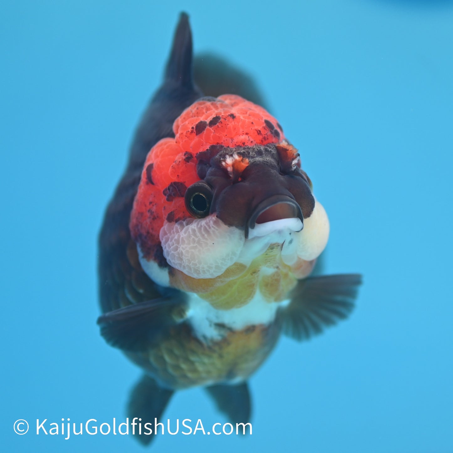 Black/Gold Red Head YuanBao Oranda 4.5 inches (240510_OR02) - Kaiju Goldfish USA