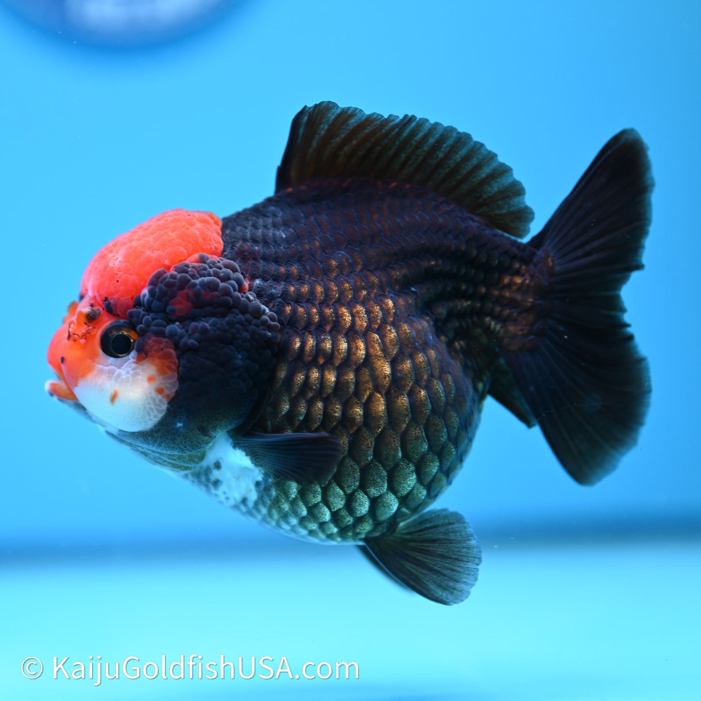 Black/Gold Red Cap YuanBao Oranda 4in body (240607_OR02) - Kaiju Goldfish USA