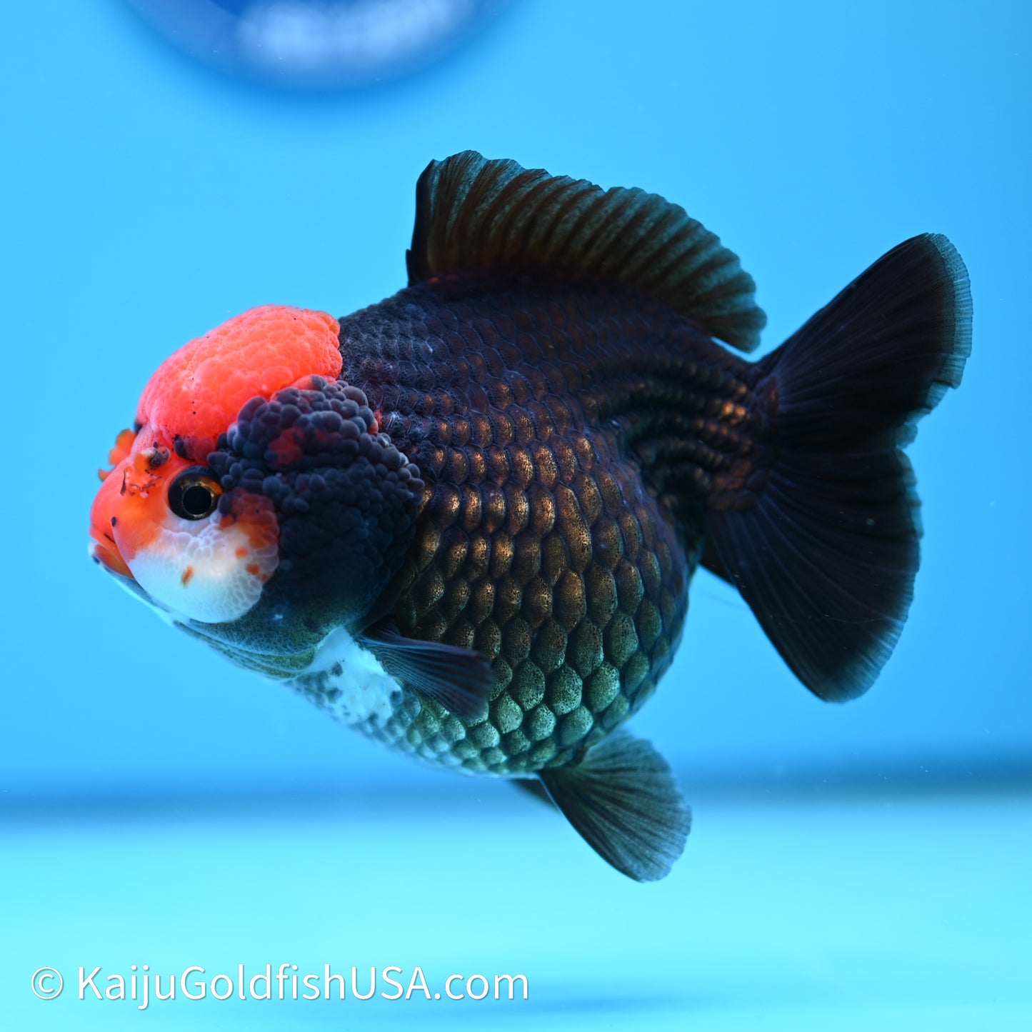 Black/Gold Red Cap YuanBao Oranda 4in body (240607_OR02) - Kaiju Goldfish USA