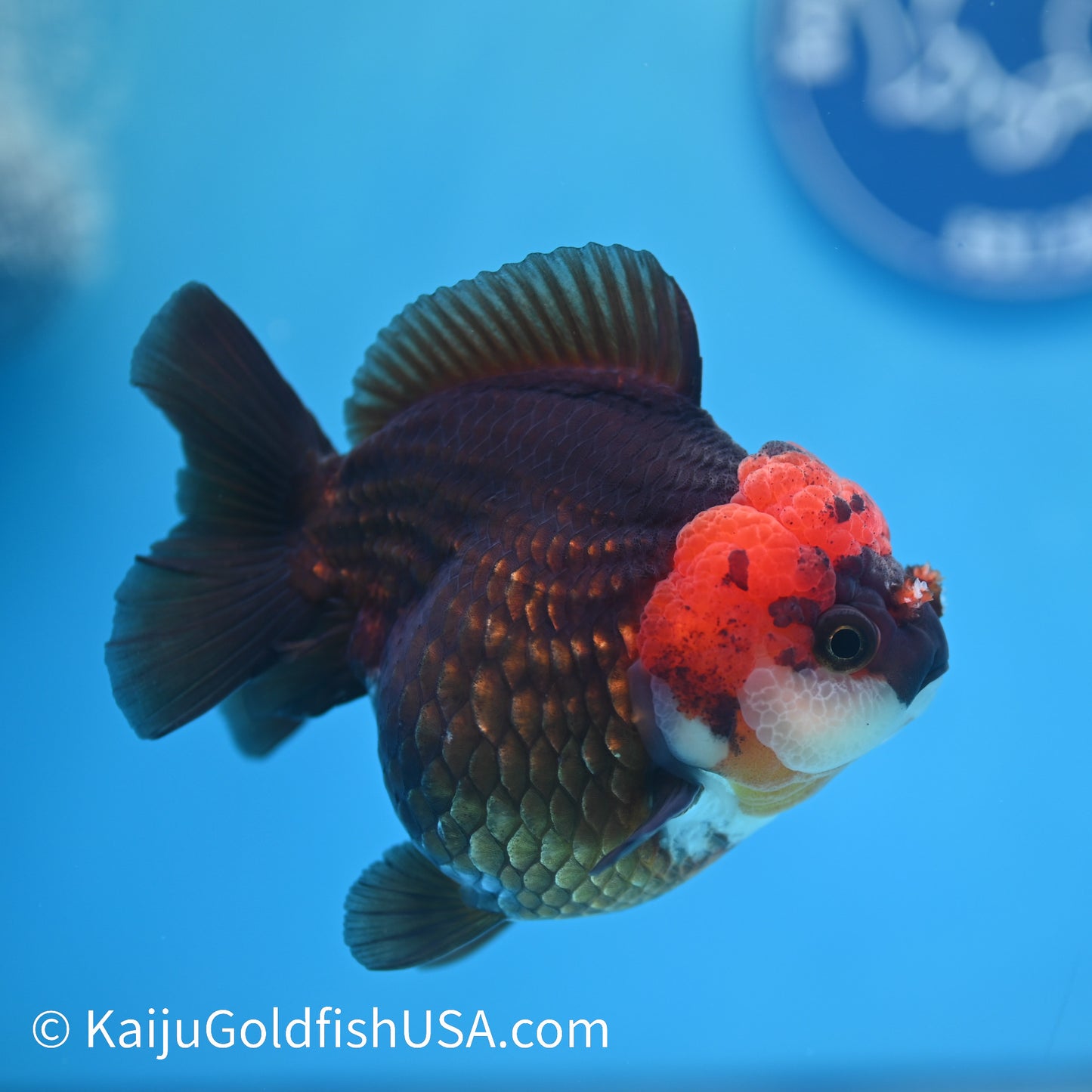 Black/Gold Red Head YuanBao Oranda 4.5 inches (240510_OR02) - Kaiju Goldfish USA