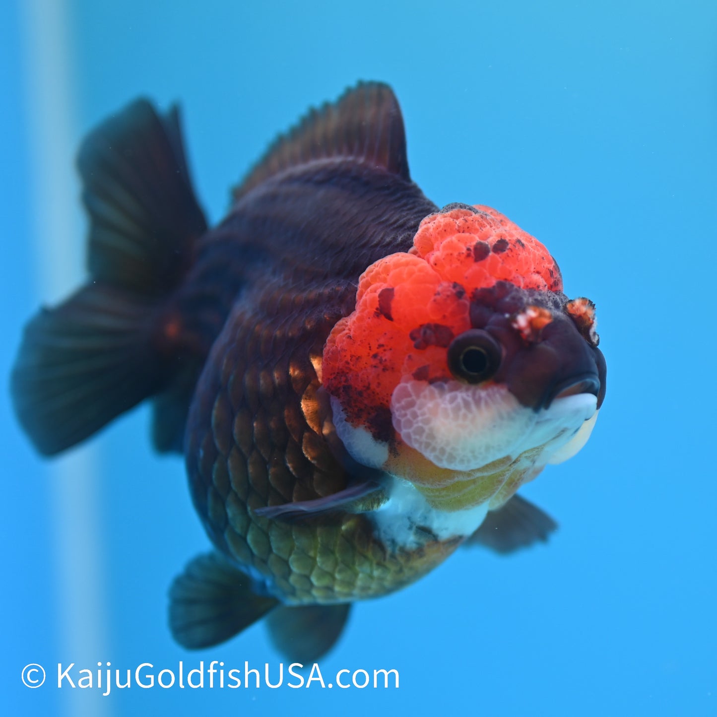 Black/Gold Red Head YuanBao Oranda 4.5 inches (240510_OR02) - Kaiju Goldfish USA