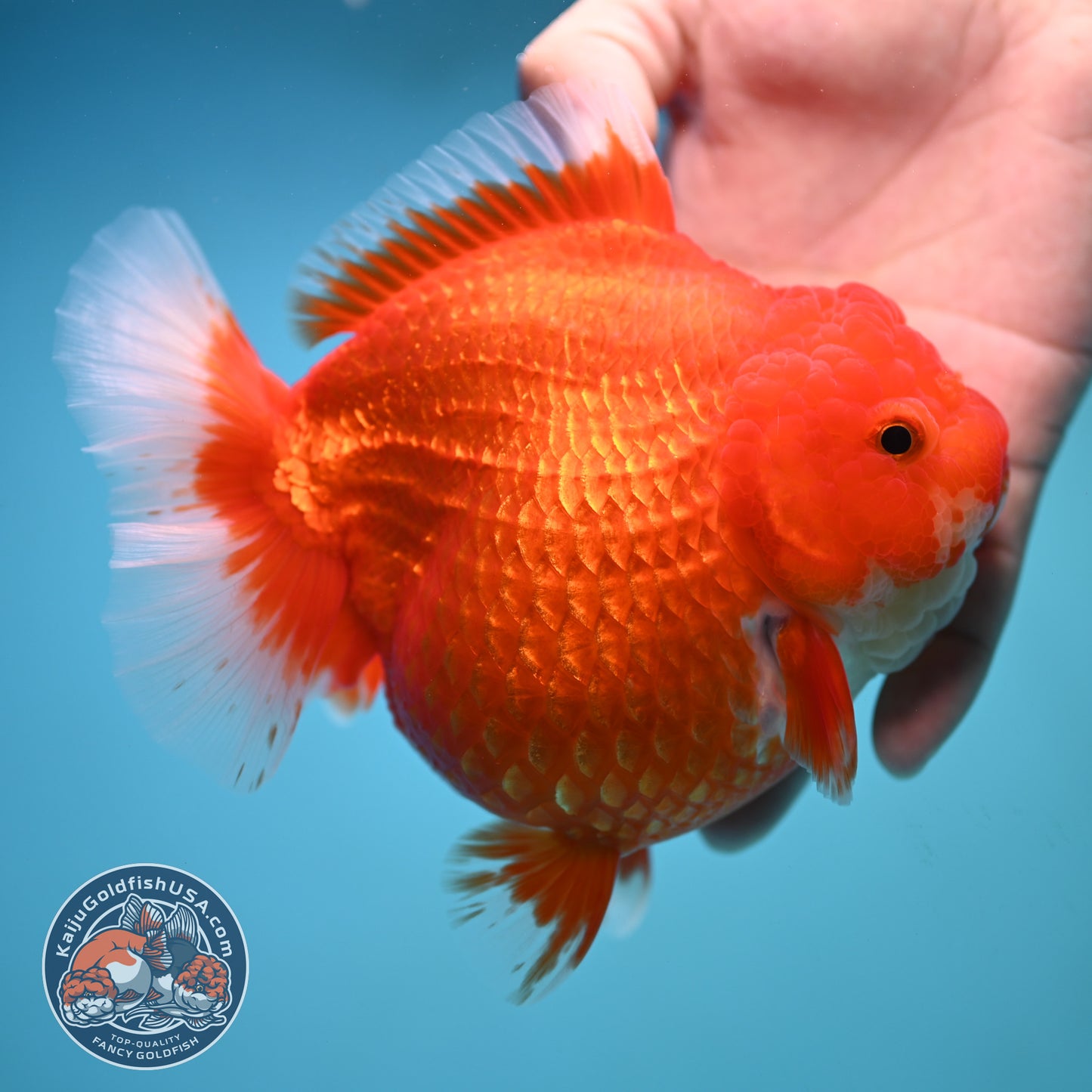 Jumbo Red White Oranda 5 inch Body (250905_OR02)