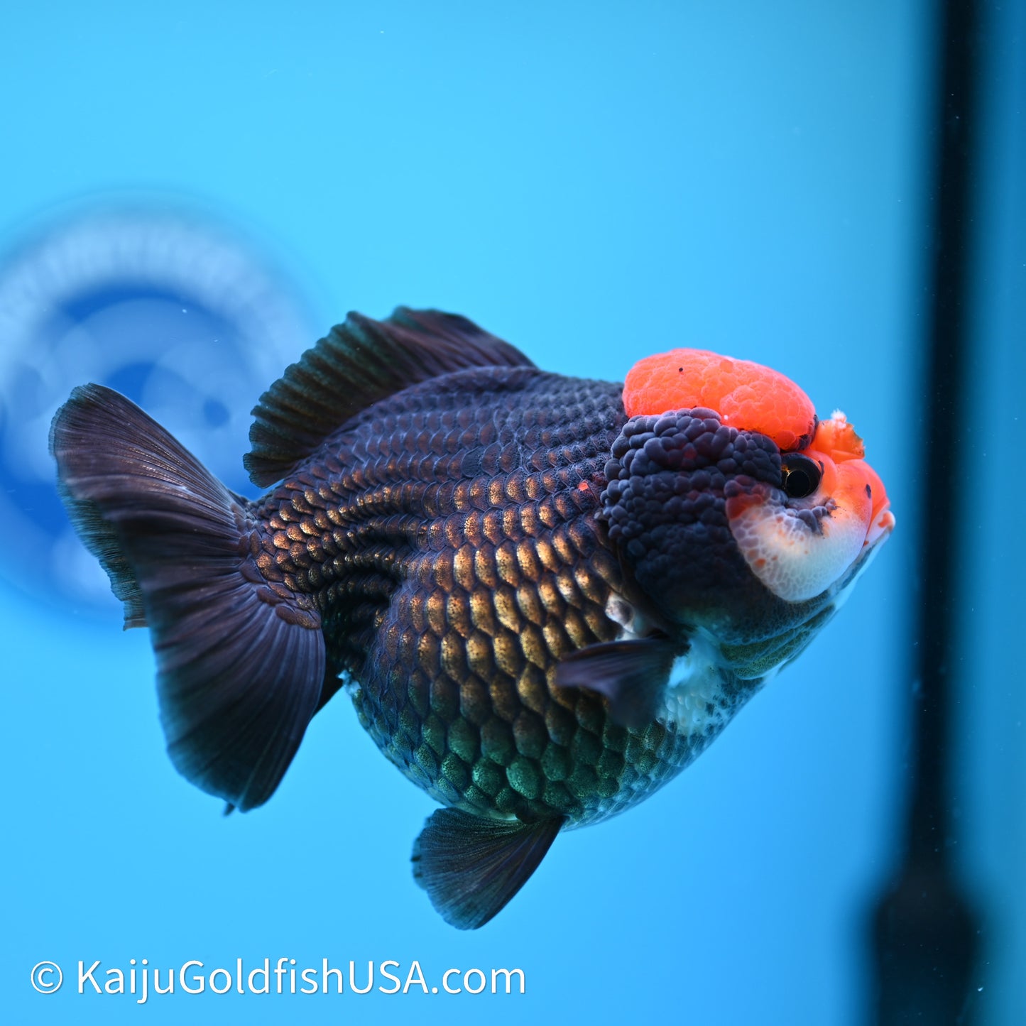 Black/Gold Red Cap YuanBao Oranda 4in body (240607_OR02) - Kaiju Goldfish USA