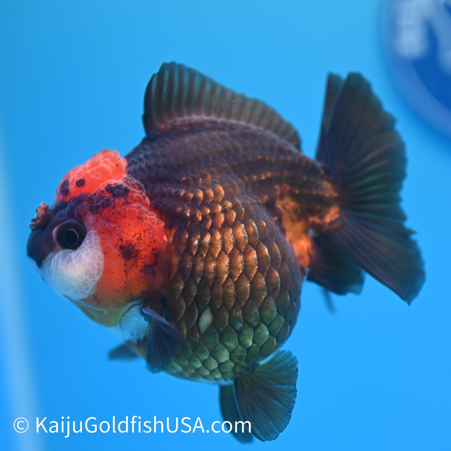 Black/Gold Red Head YuanBao Oranda 4.5 inches (240510_OR02) - Kaiju Goldfish USA