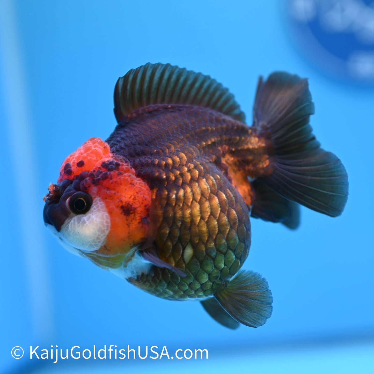 Black/Gold Red Head YuanBao Oranda 4.5 inches (240510_OR02) - Kaiju Goldfish USA