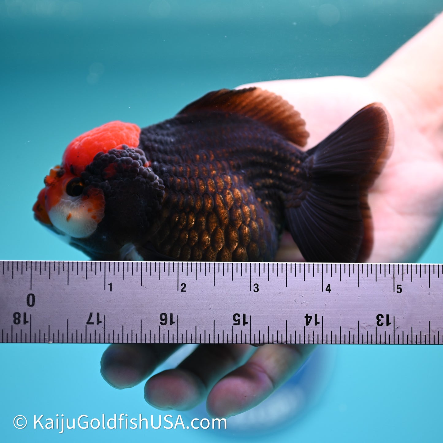 Black/Gold Red Cap YuanBao Oranda 4in body (240607_OR02) - Kaiju Goldfish USA