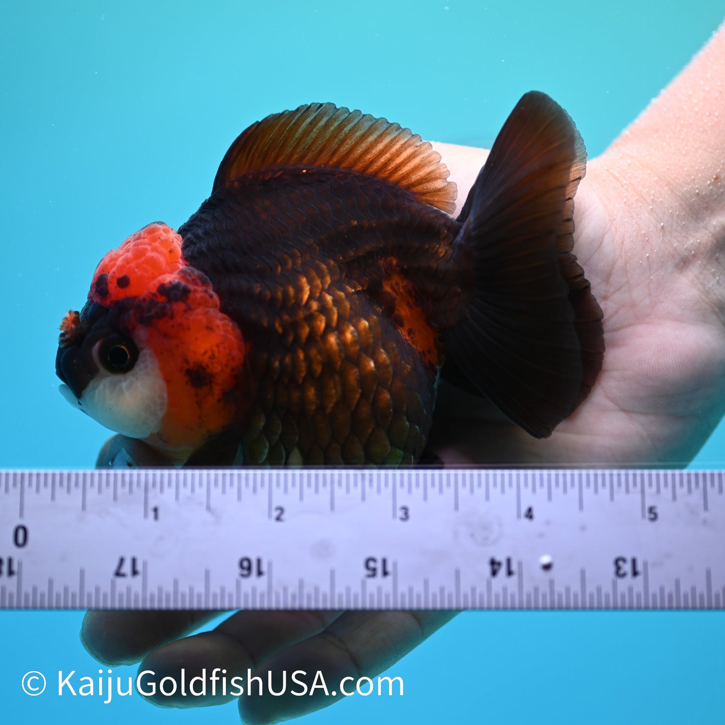 Black/Gold Red Head YuanBao Oranda 4.5 inches (240510_OR02) - Kaiju Goldfish USA