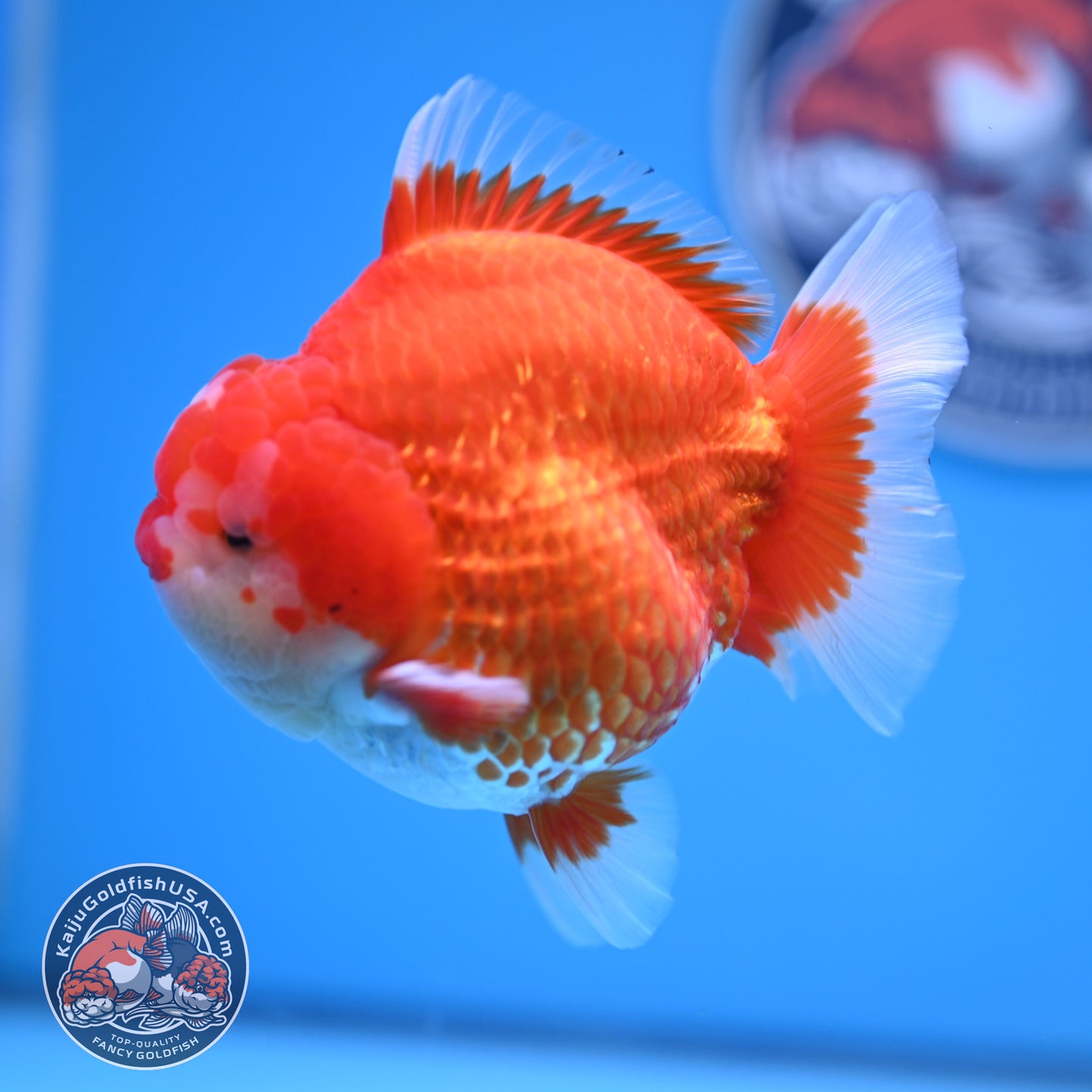 Red White Oranda 3.8 inches Body (250530_OR02)