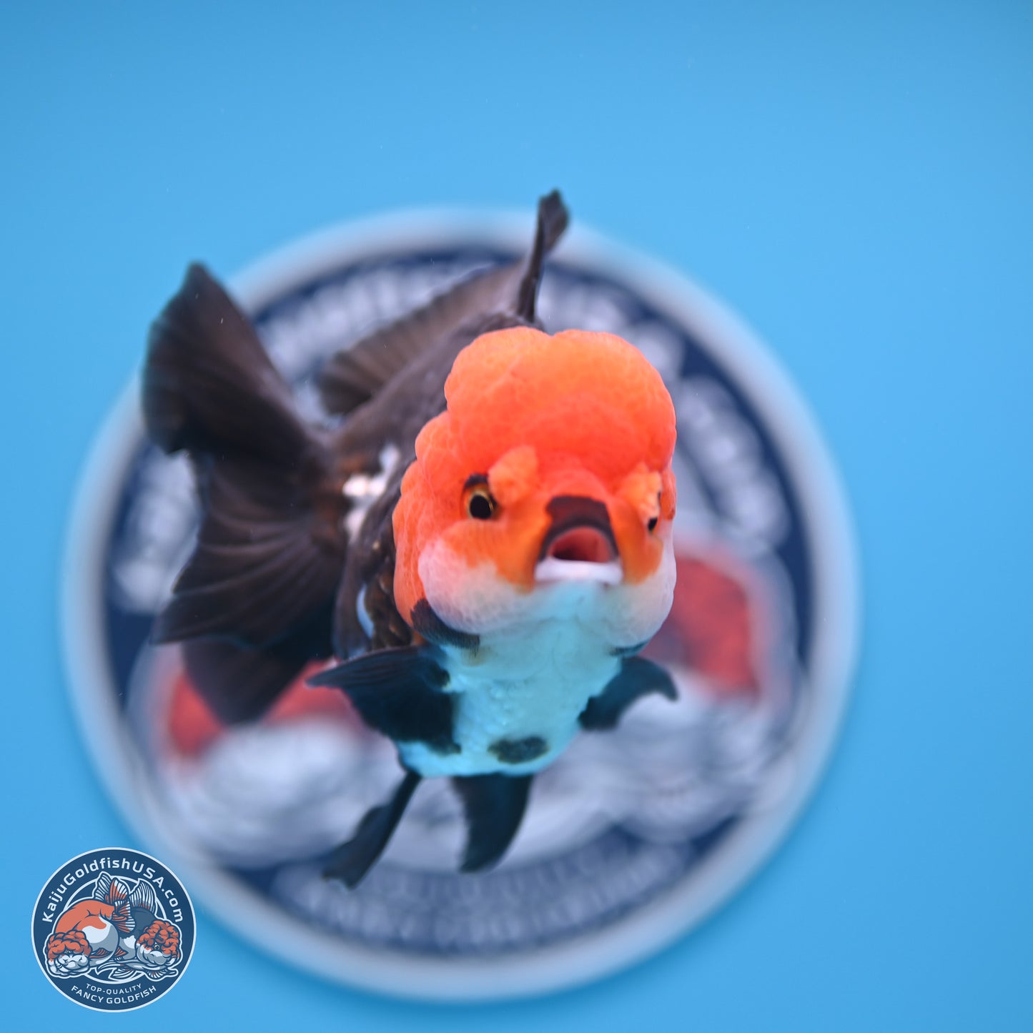 Tricolor Oranda 4 inches (241018_OR02) - Kaiju Goldfish USA