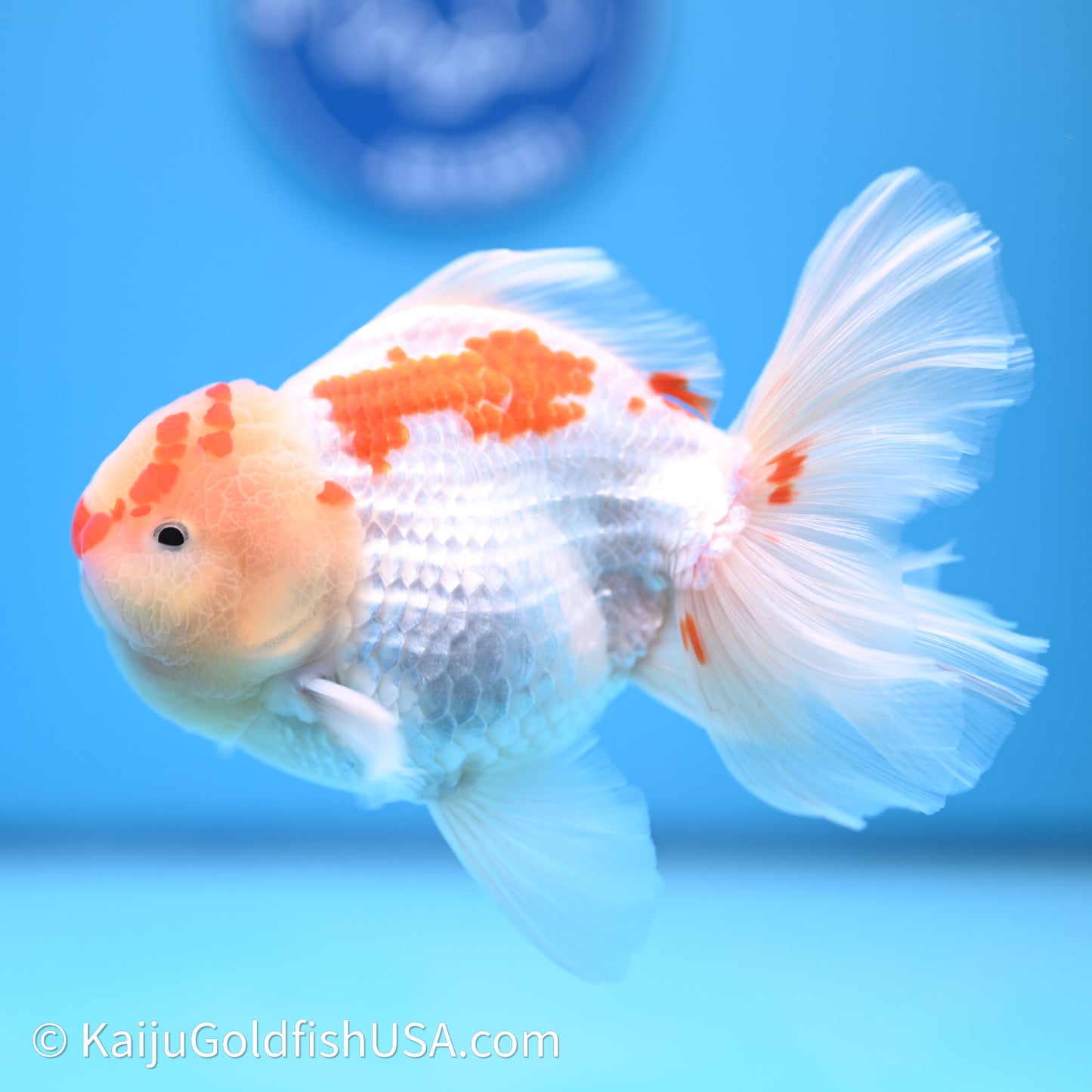 Chicken Face Red White Rose Tail Oranda 4in Body (240621_OR02) - Kaiju Goldfish USA