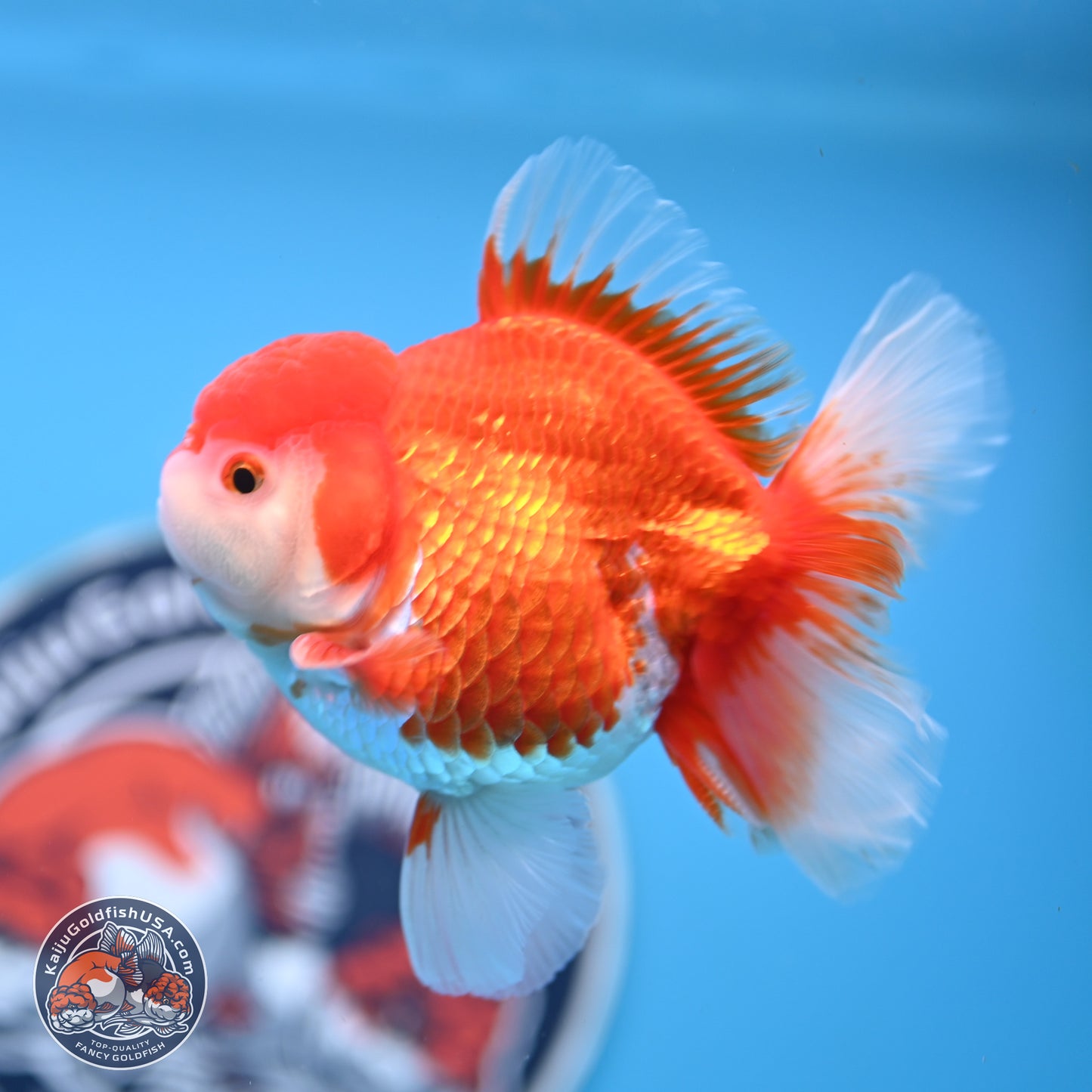 Shogun Red White Rose Tail Oranda 3.5 inches Body - Male (250328_OR02)