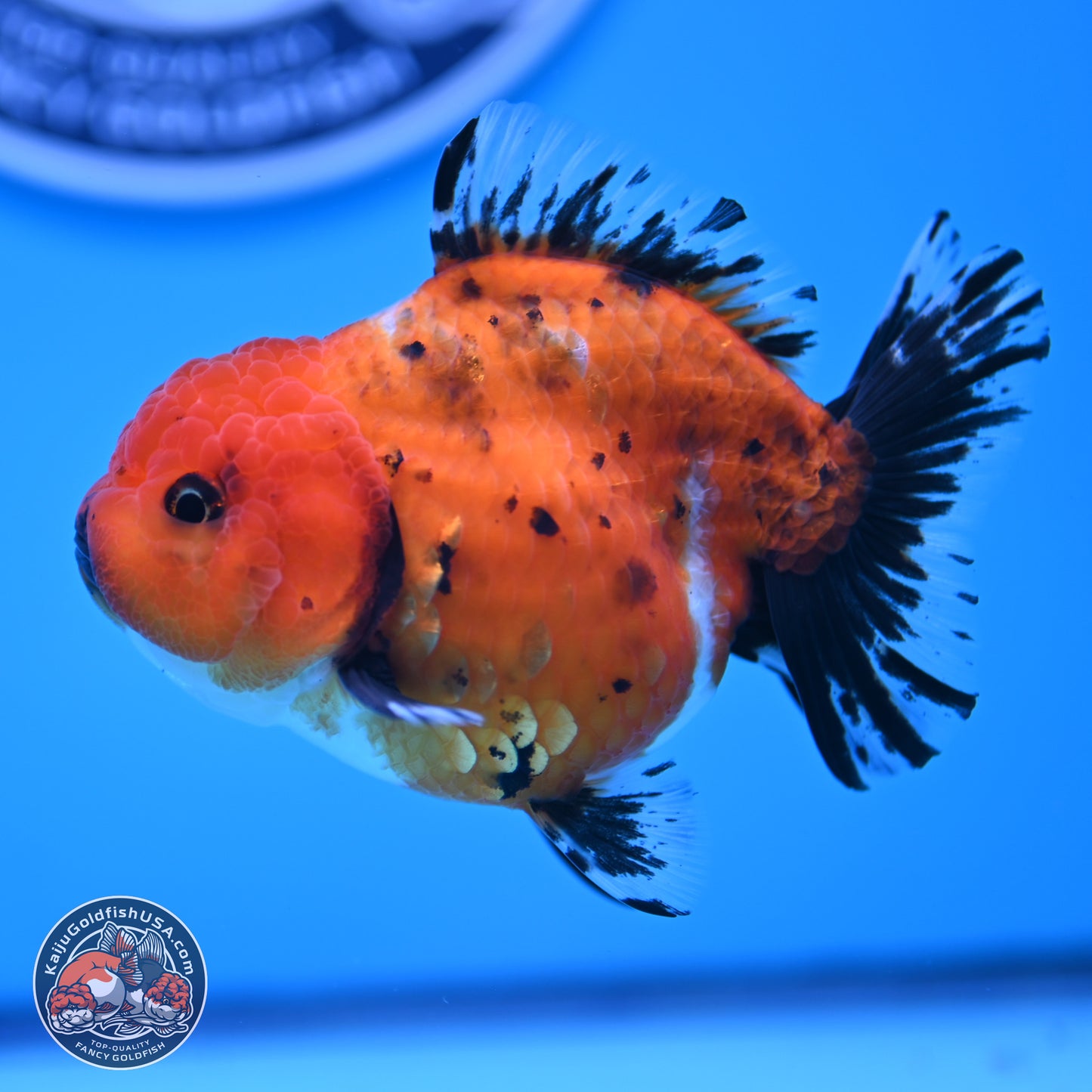 Shogun Tricolor Short Tail Oranda 3.5in Body (240816_OR02) - Kaiju Goldfish USA
