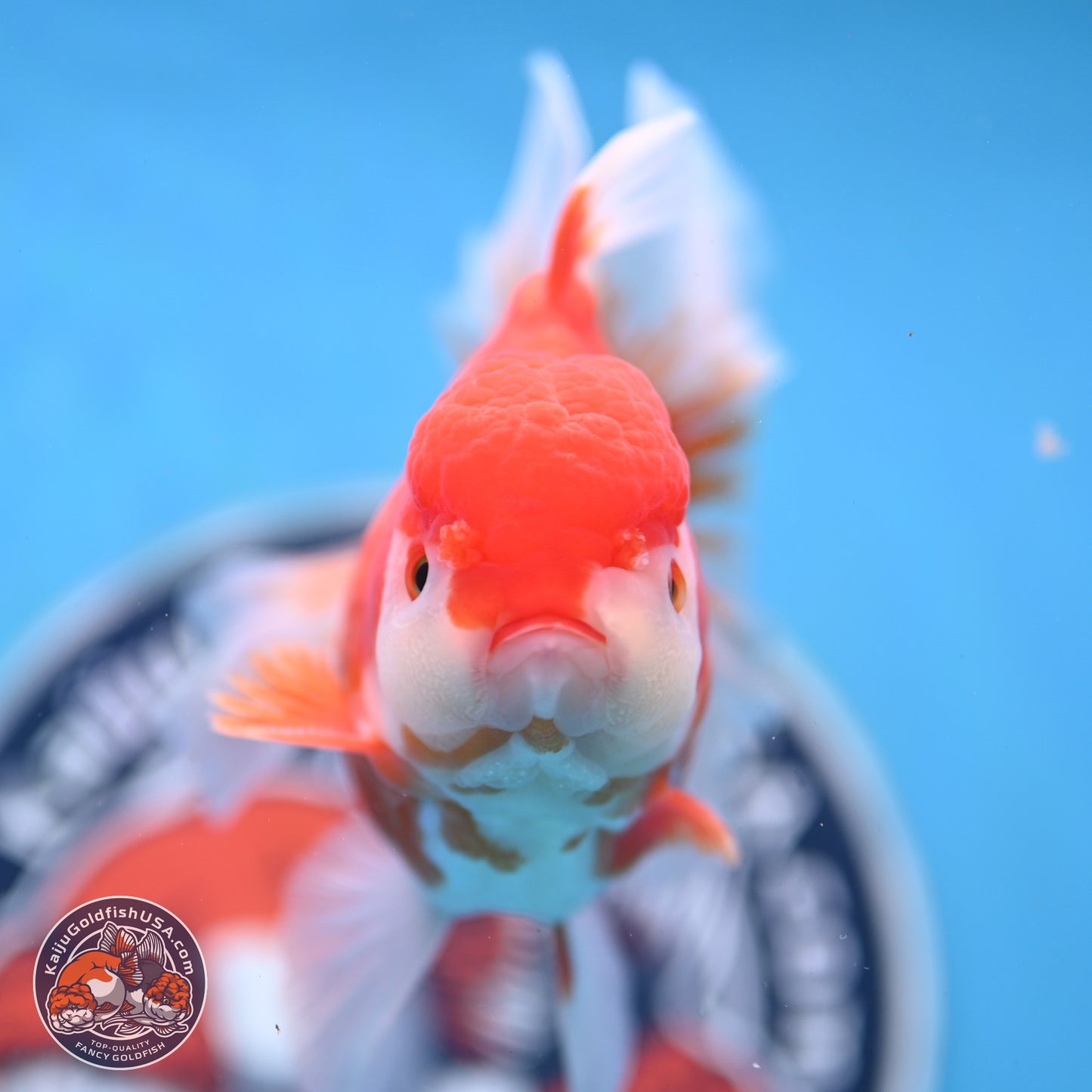 Shogun Red White Rose Tail Oranda 3.5 inches Body - Male (250328_OR02)