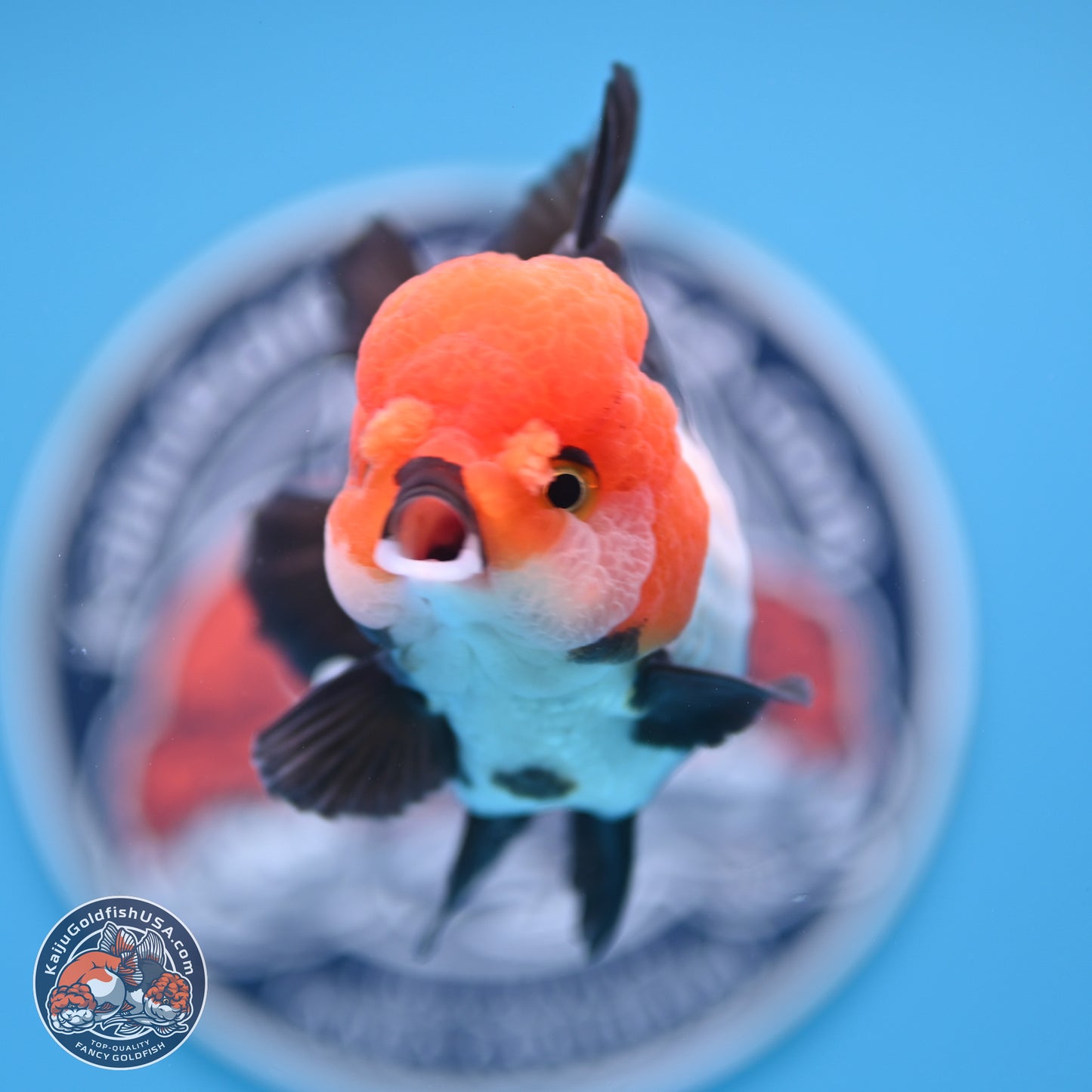 Tricolor Oranda 4 inches (241018_OR02) - Kaiju Goldfish USA