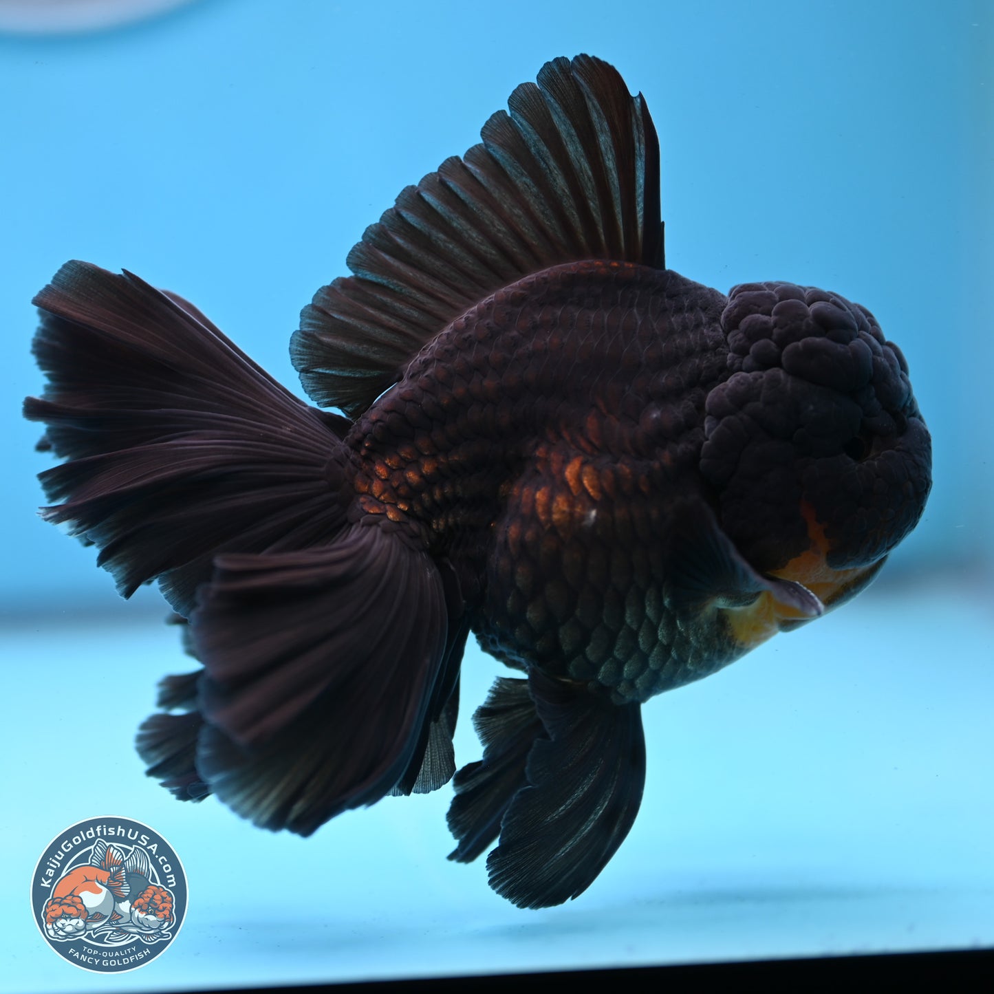 Black Orchid Tail Oranda 3.5 inches Body - Male (250228_OR02)