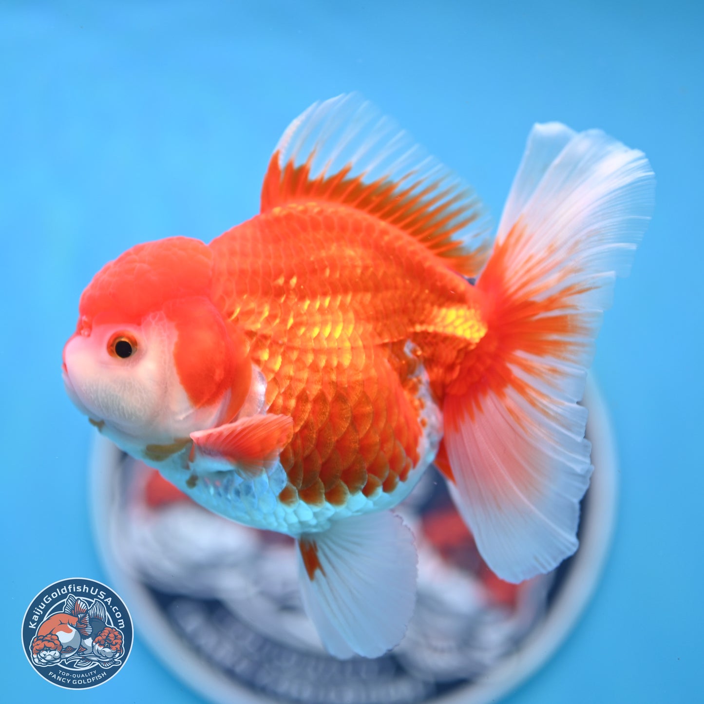 Shogun Red White Rose Tail Oranda 3.5 inches Body - Male (250328_OR02)