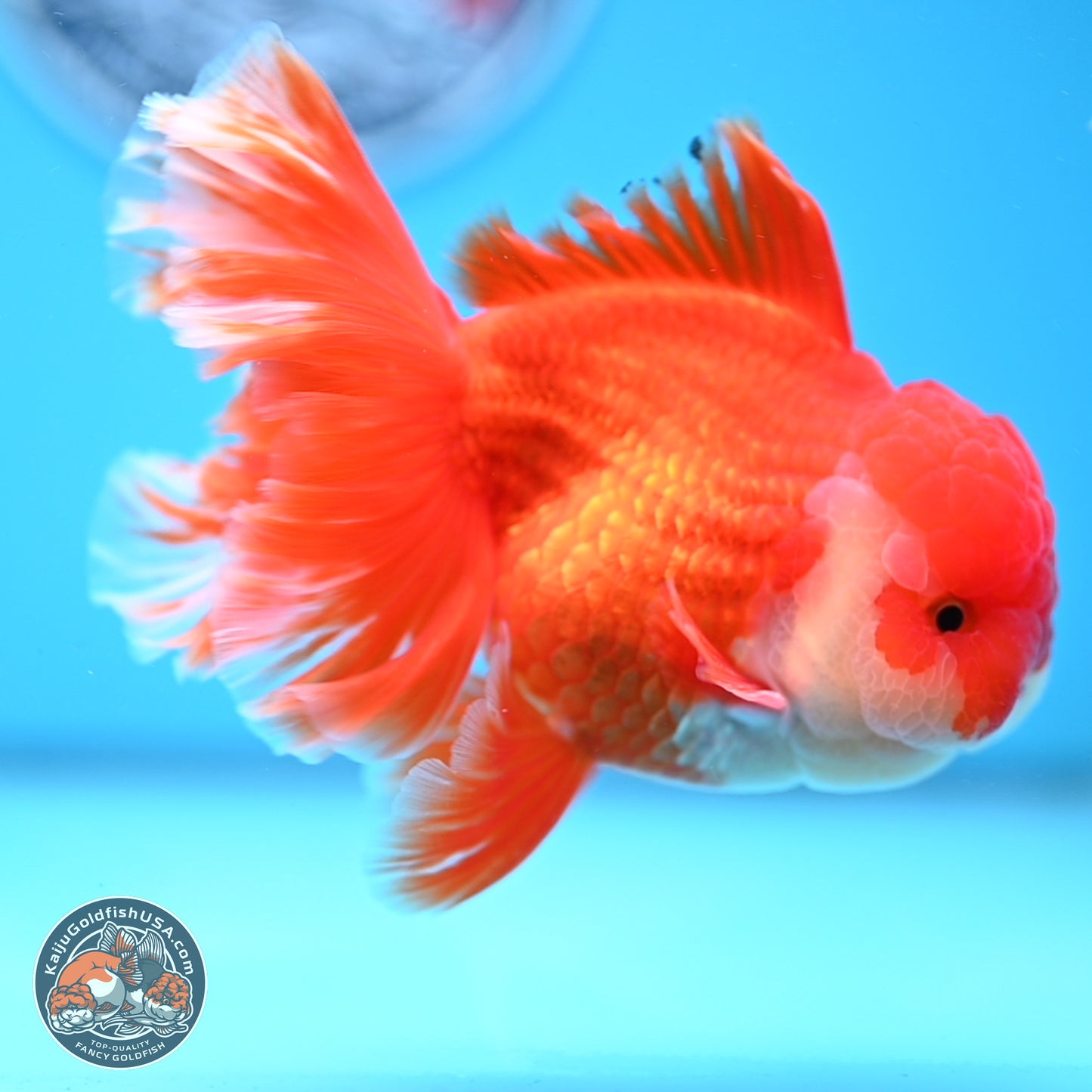 Red White Rose Tail Oranda 3.8 inches Body - Male (250314_OR02)
