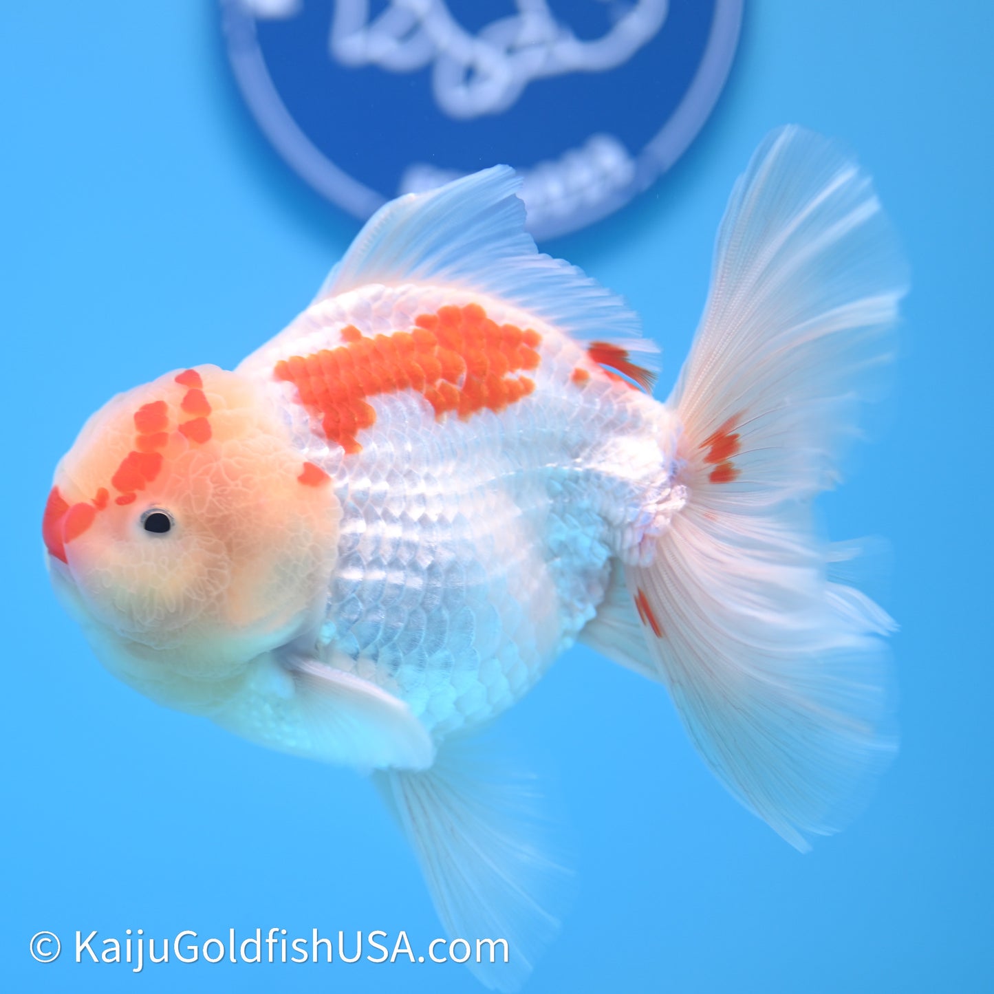 Chicken Face Red White Rose Tail Oranda 4in Body (240621_OR02) - Kaiju Goldfish USA