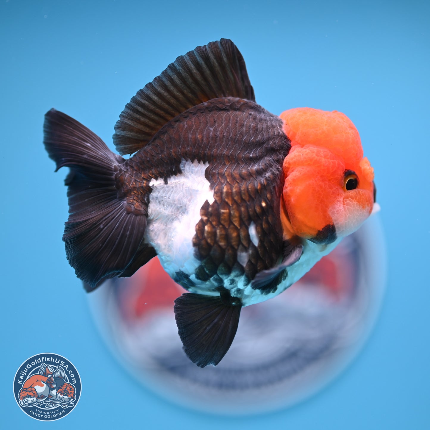 Tricolor Oranda 4 inches (241018_OR02) - Kaiju Goldfish USA