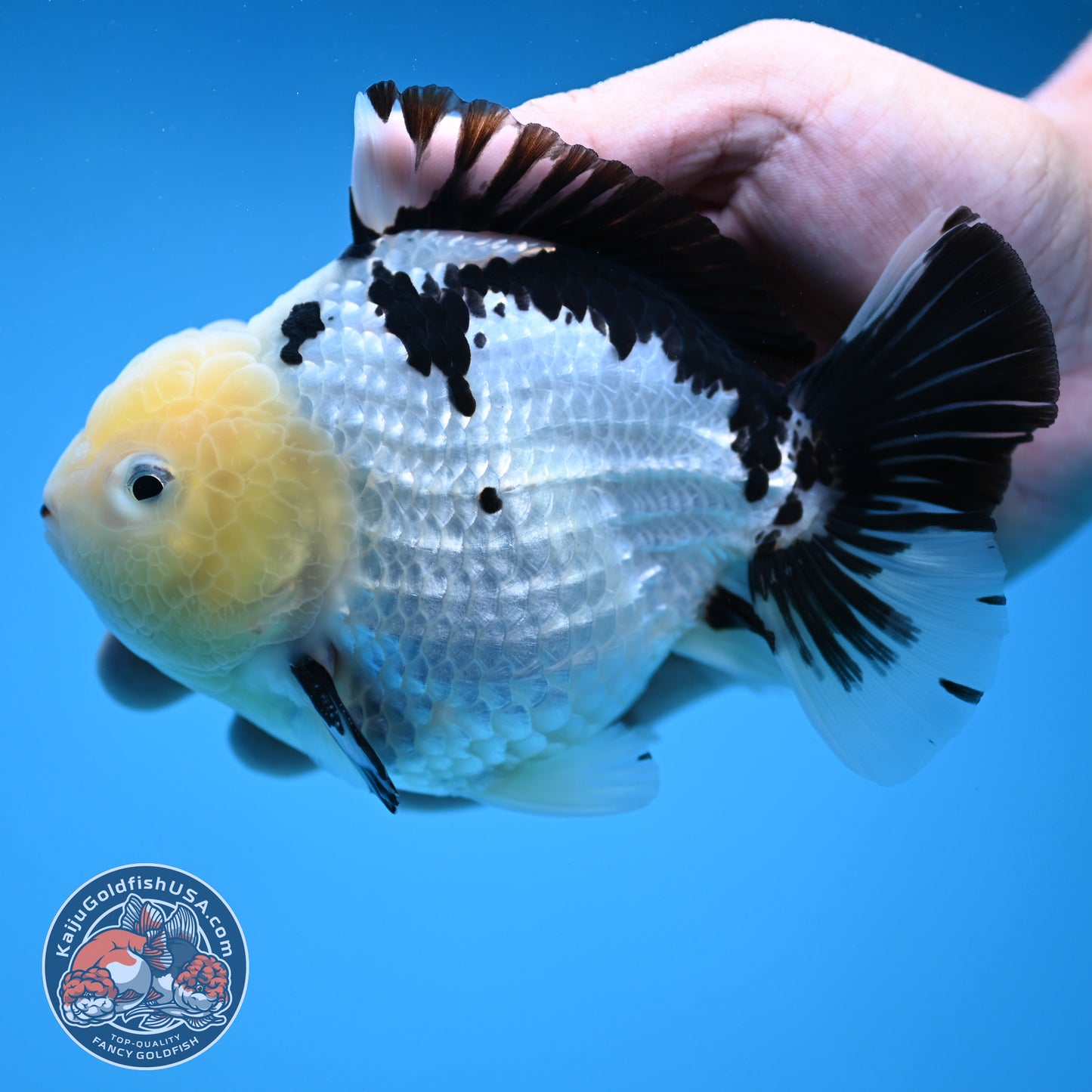 Panda Oranda 4.5 inch Body (250912_OR02)