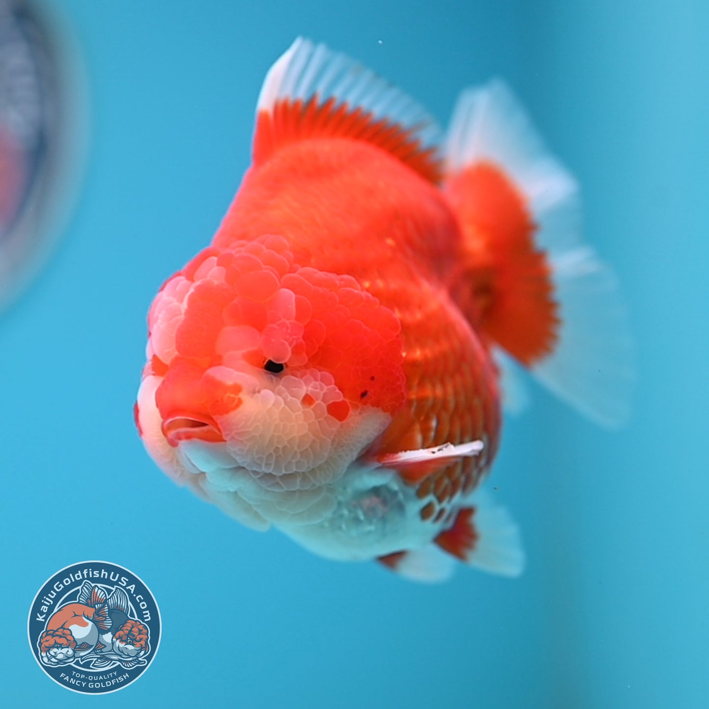 Red White Oranda 3.8 inches Body (250530_OR02)