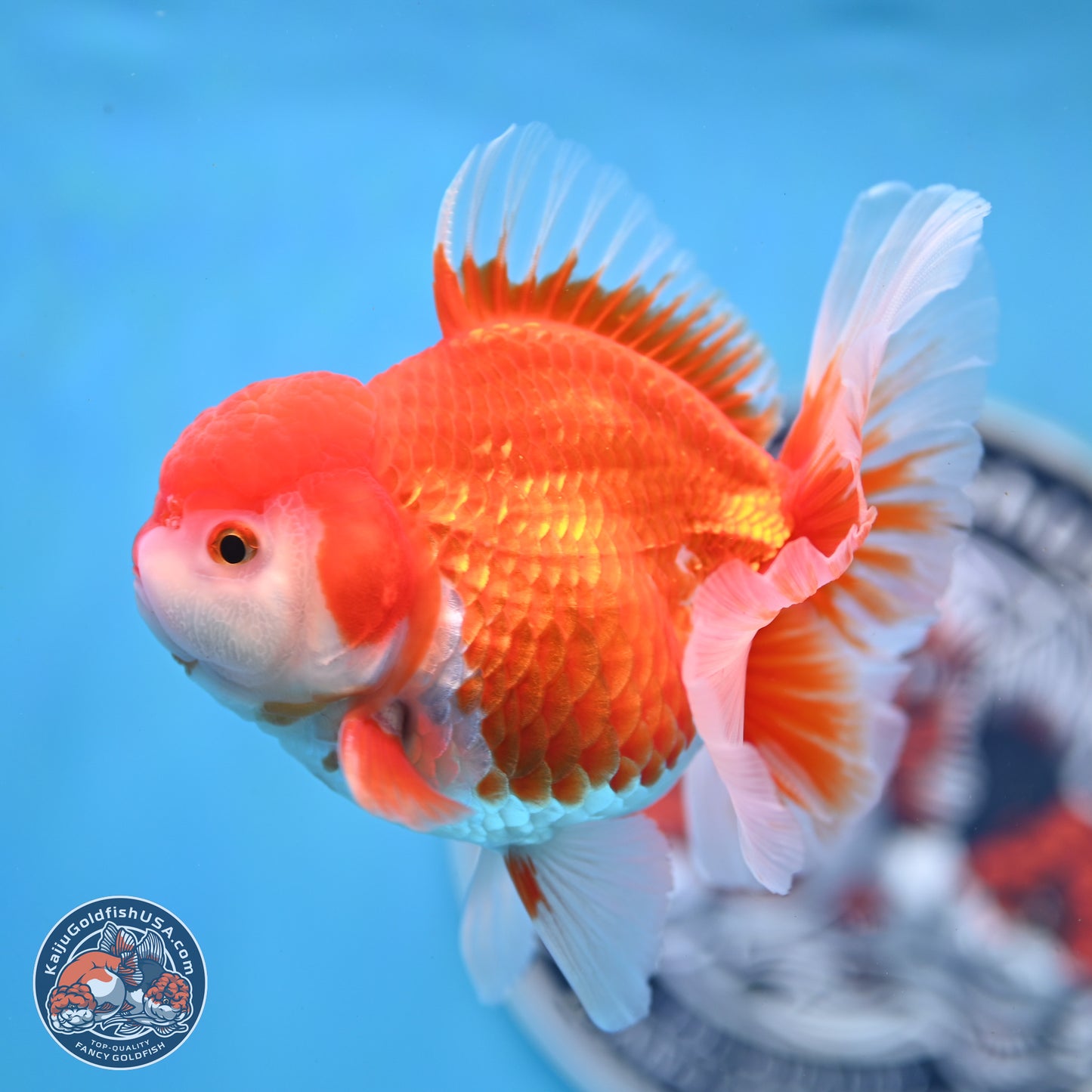 Shogun Red White Rose Tail Oranda 3.5 inches Body - Male (250328_OR02)
