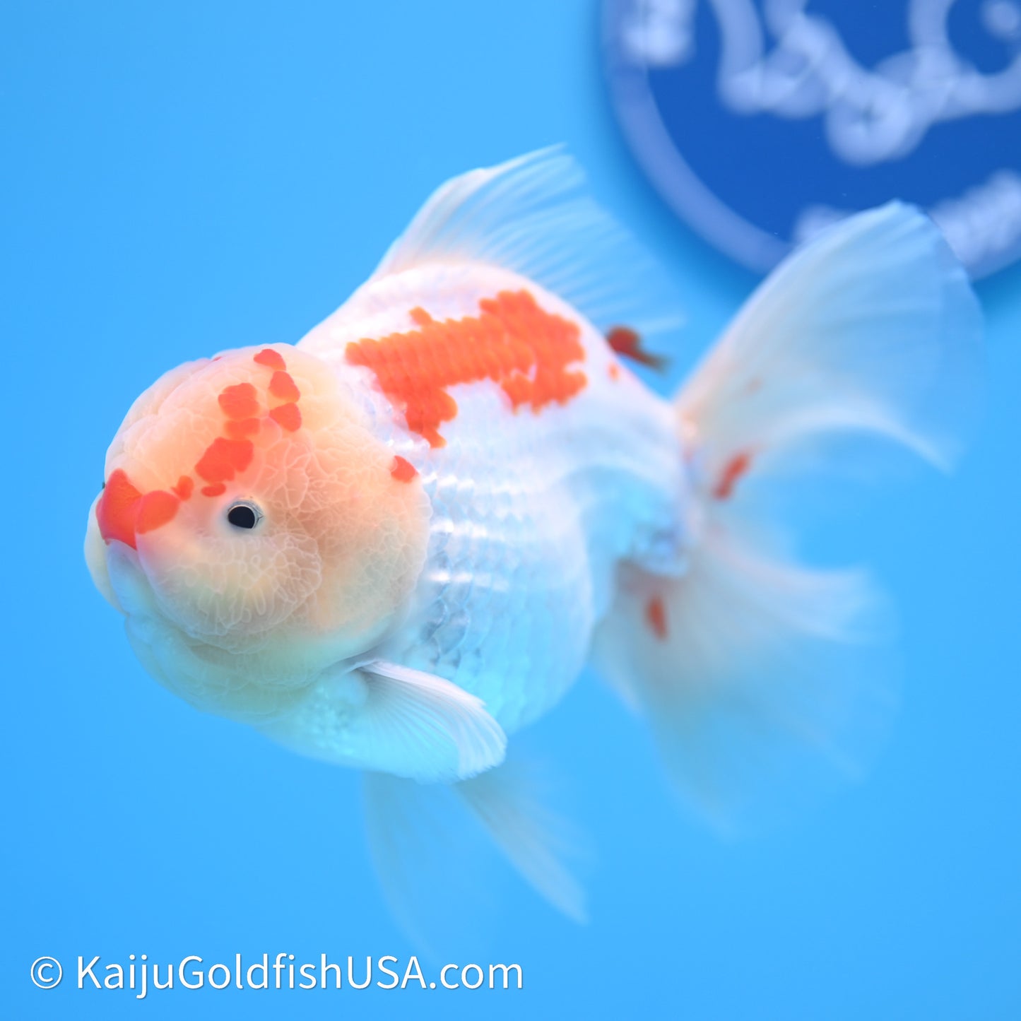 Chicken Face Red White Rose Tail Oranda 4in Body (240621_OR02) - Kaiju Goldfish USA
