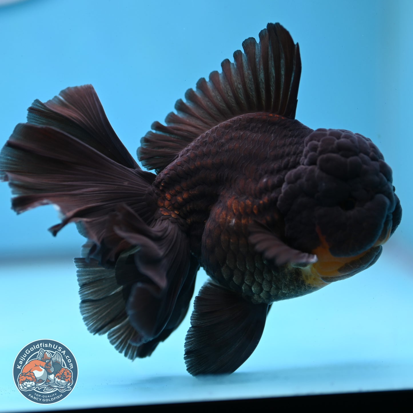 Black Orchid Tail Oranda 3.5 inches Body - Male (250228_OR02)