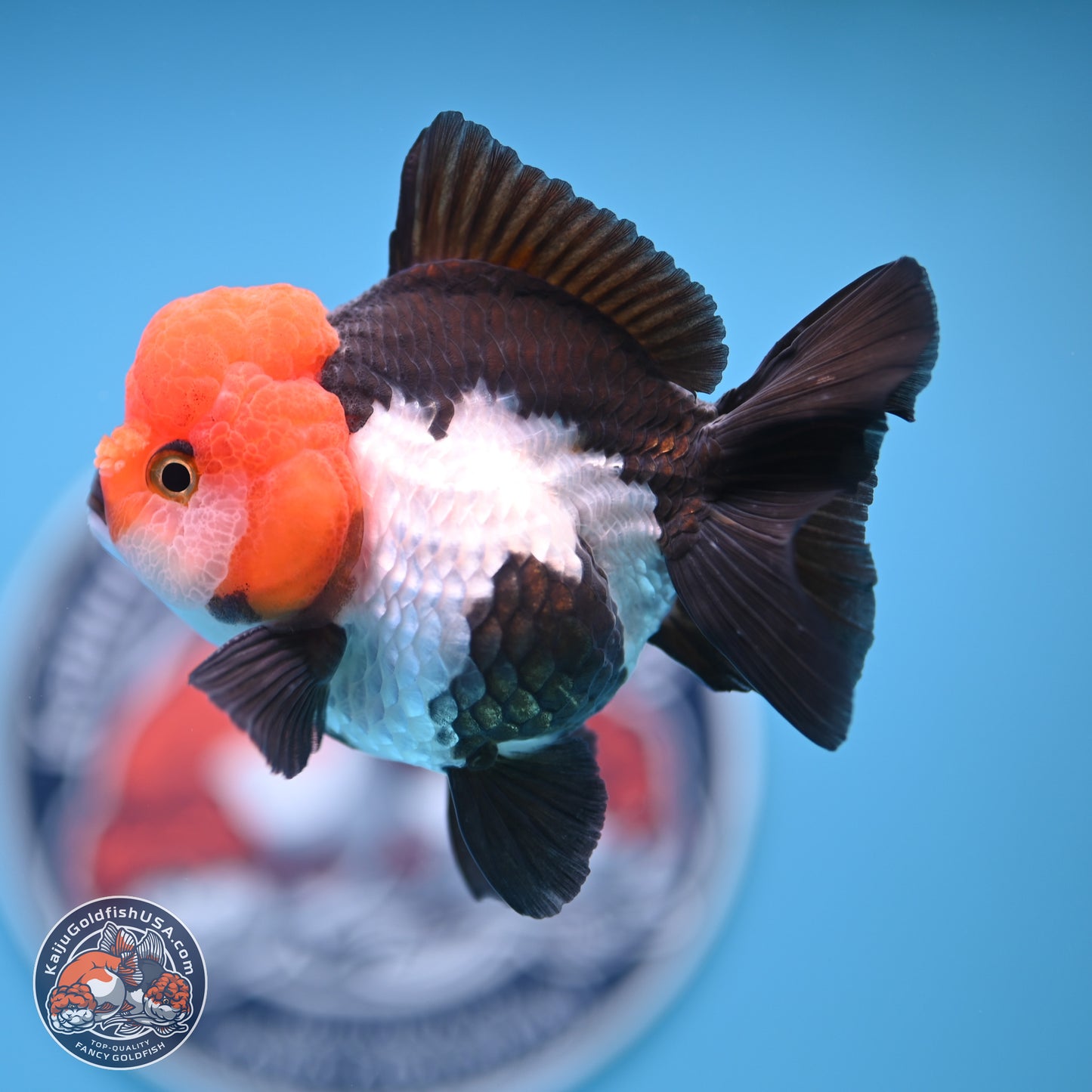 Tricolor Oranda 4 inches (241018_OR02) - Kaiju Goldfish USA